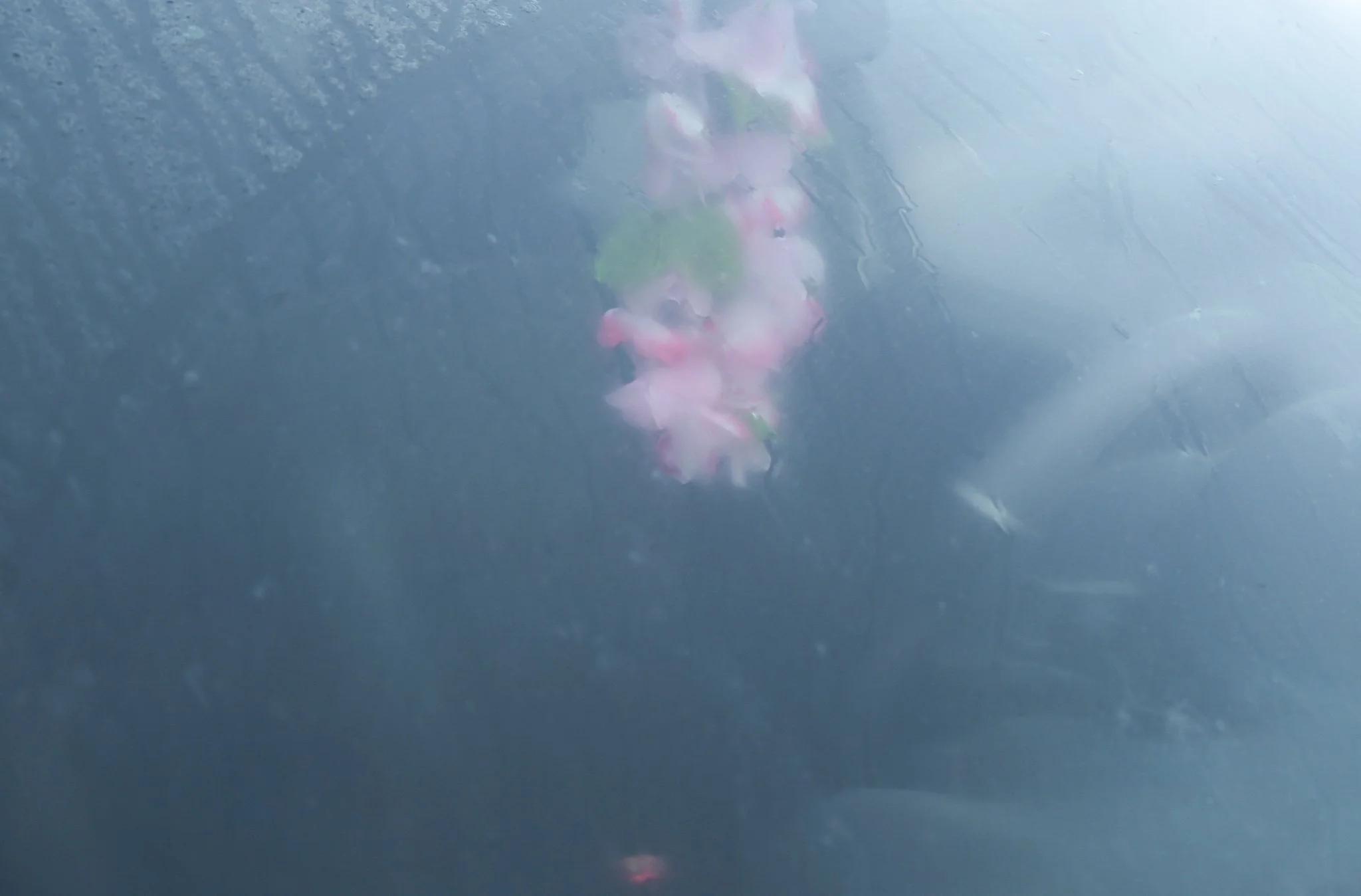DSCF0198.jpg