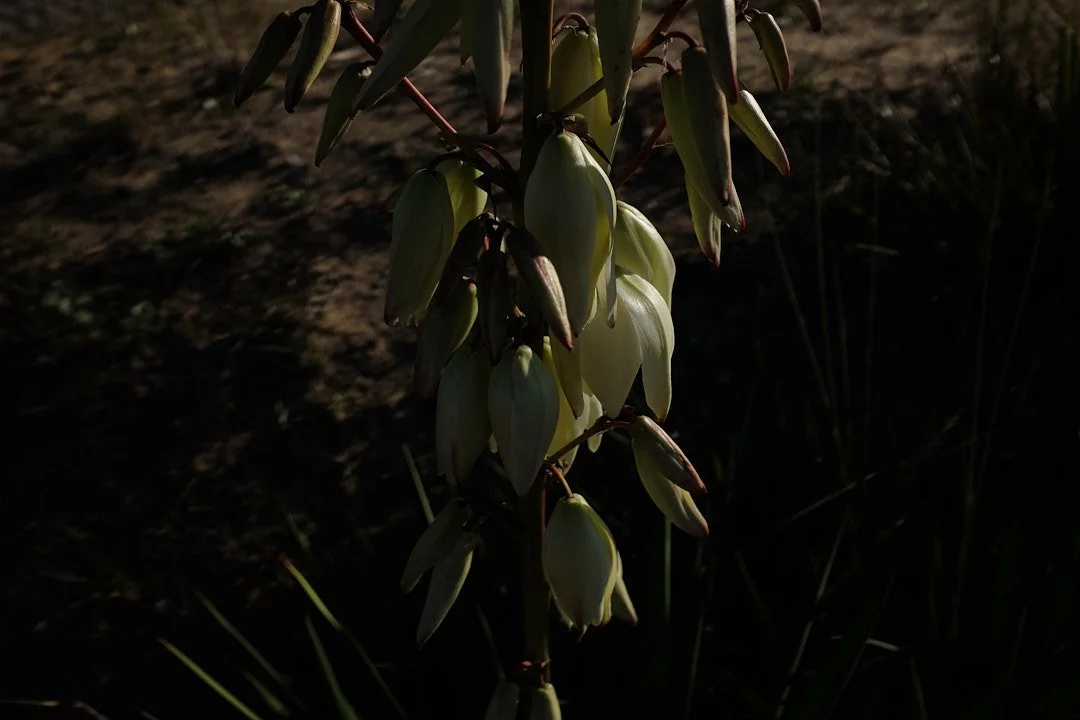 DSCF8498.jpg