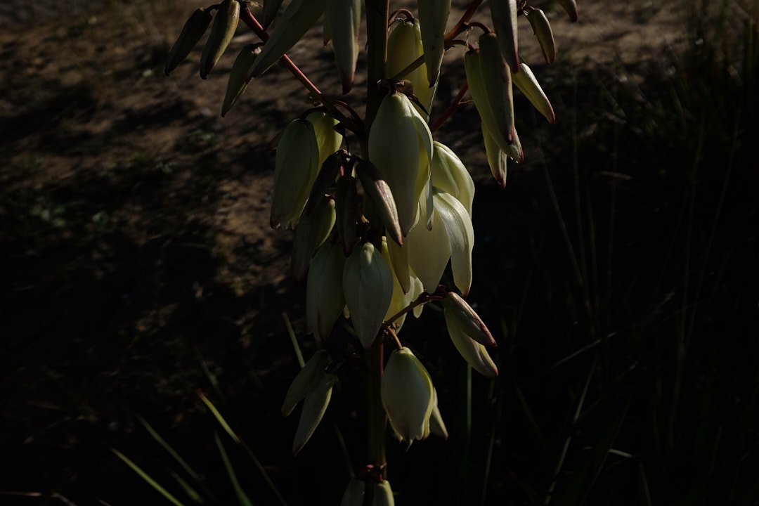 DSCF8498.jpg