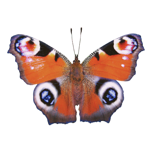 Close-up of a butterfly with orange, black, white, and blue eyespot wings.