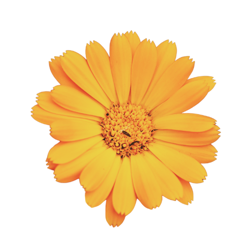 A yellow flower with multiple petals and a small bee on its center.