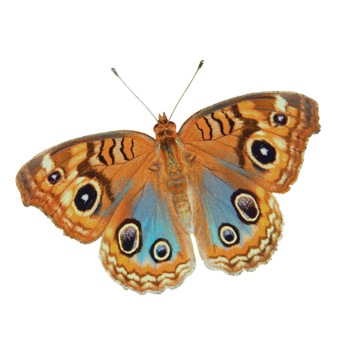 Close-up of a butterfly with orange, blue, and black patterned wings.