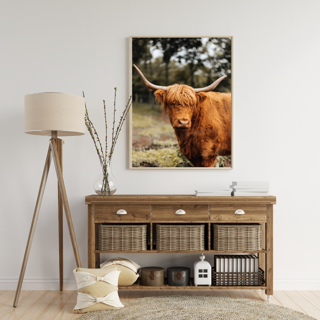 Highland Cow Scotland Wildlife Photography Print, Nature Wall Art, Scottish Gifts