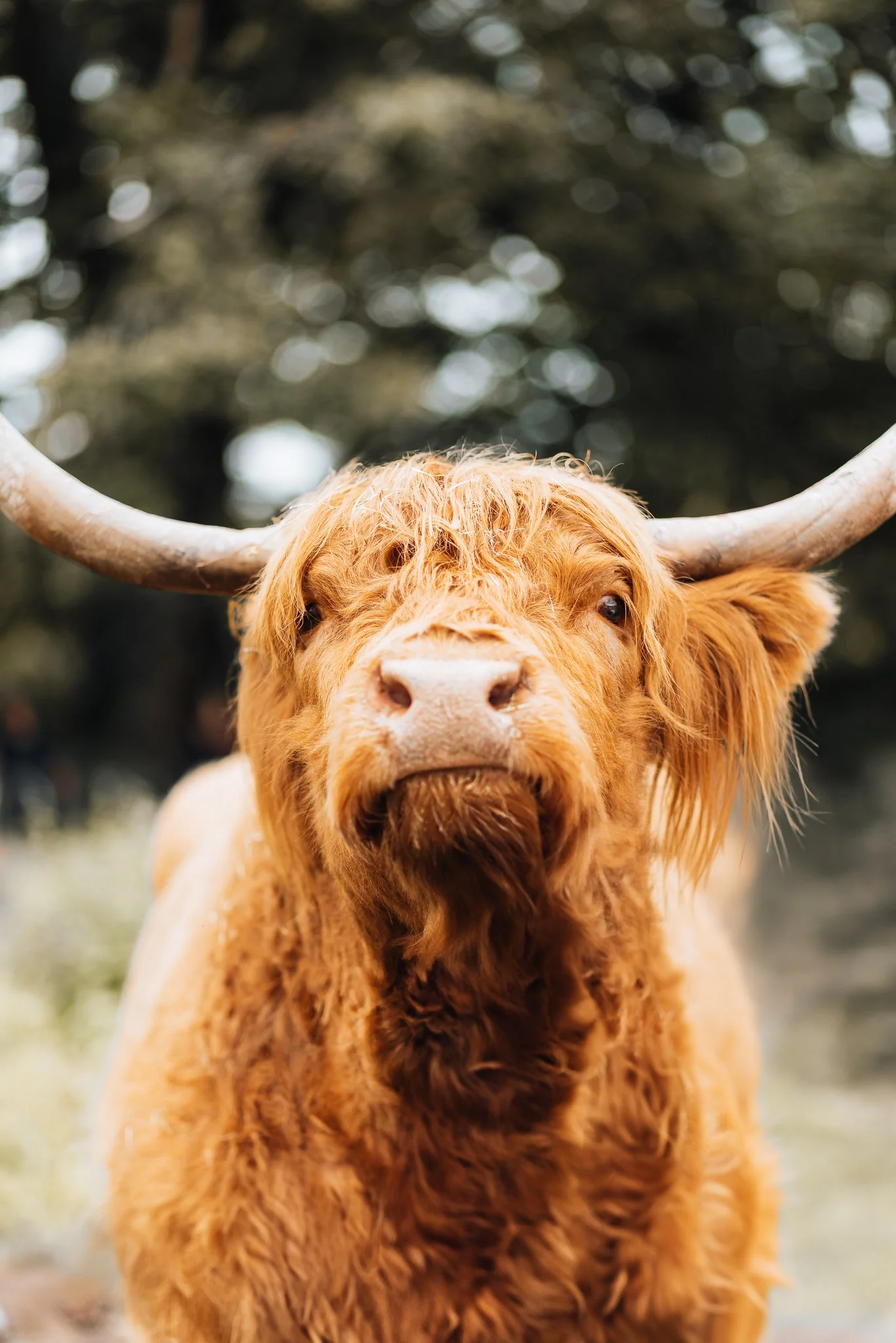 Close-up of a Highland cow with long, curled horns and reddish-brown curly hair, standing outdoors with blurred trees in the background.