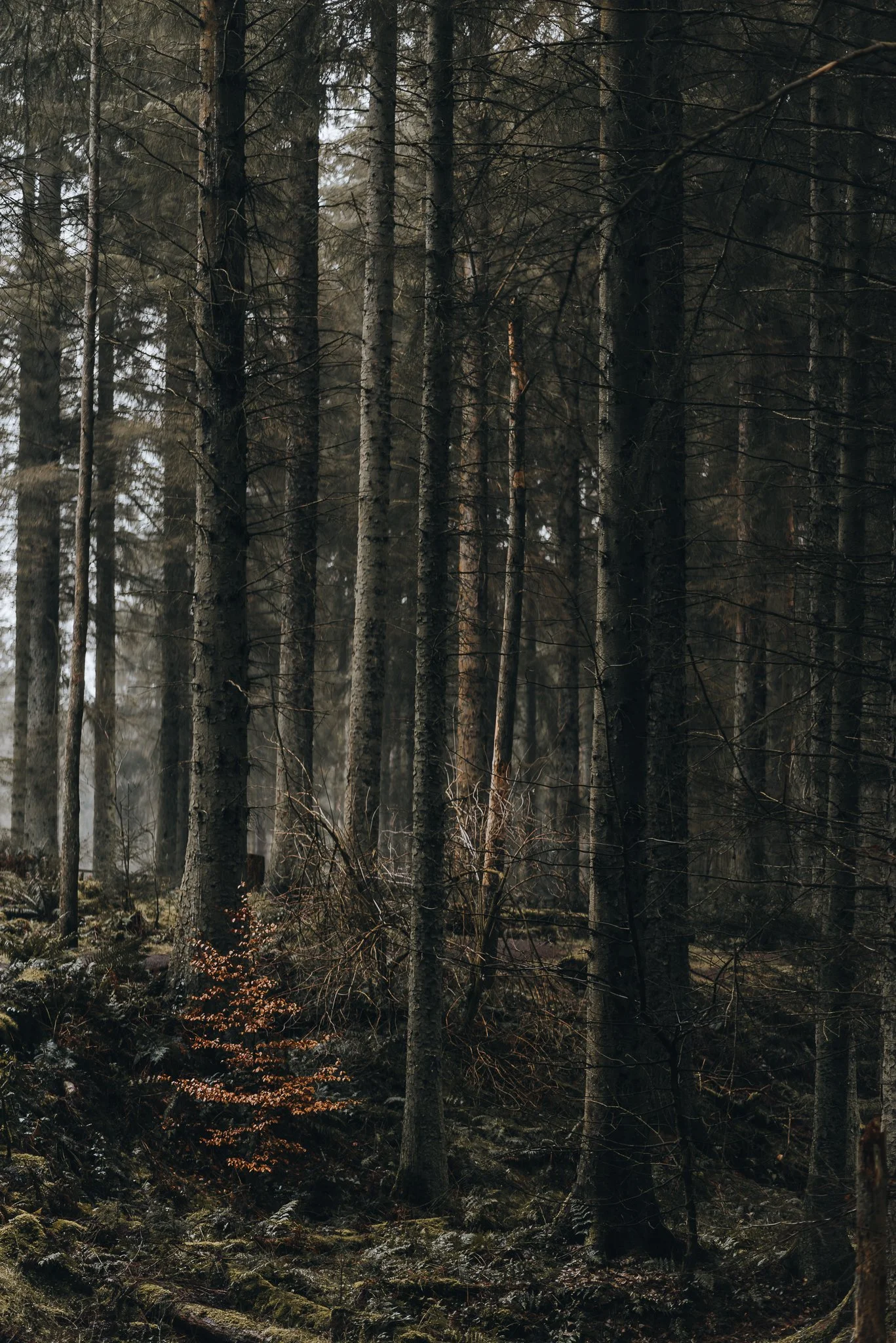 A dense forest with tall, thin trees and sparse undergrowth, featuring a small tree with orange leaves and a mossy forest floor.