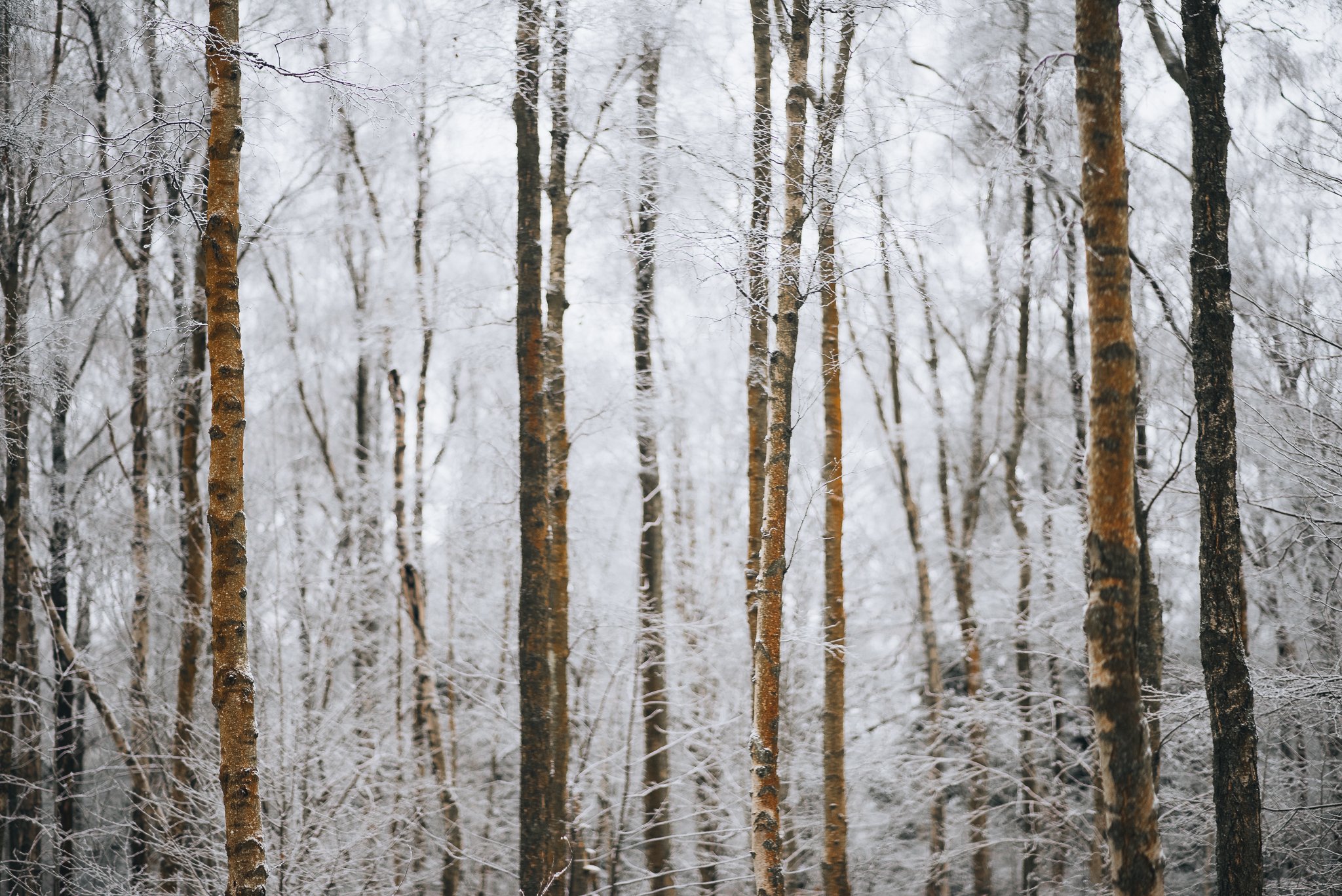 Woodland Winter Scotland Photography Print