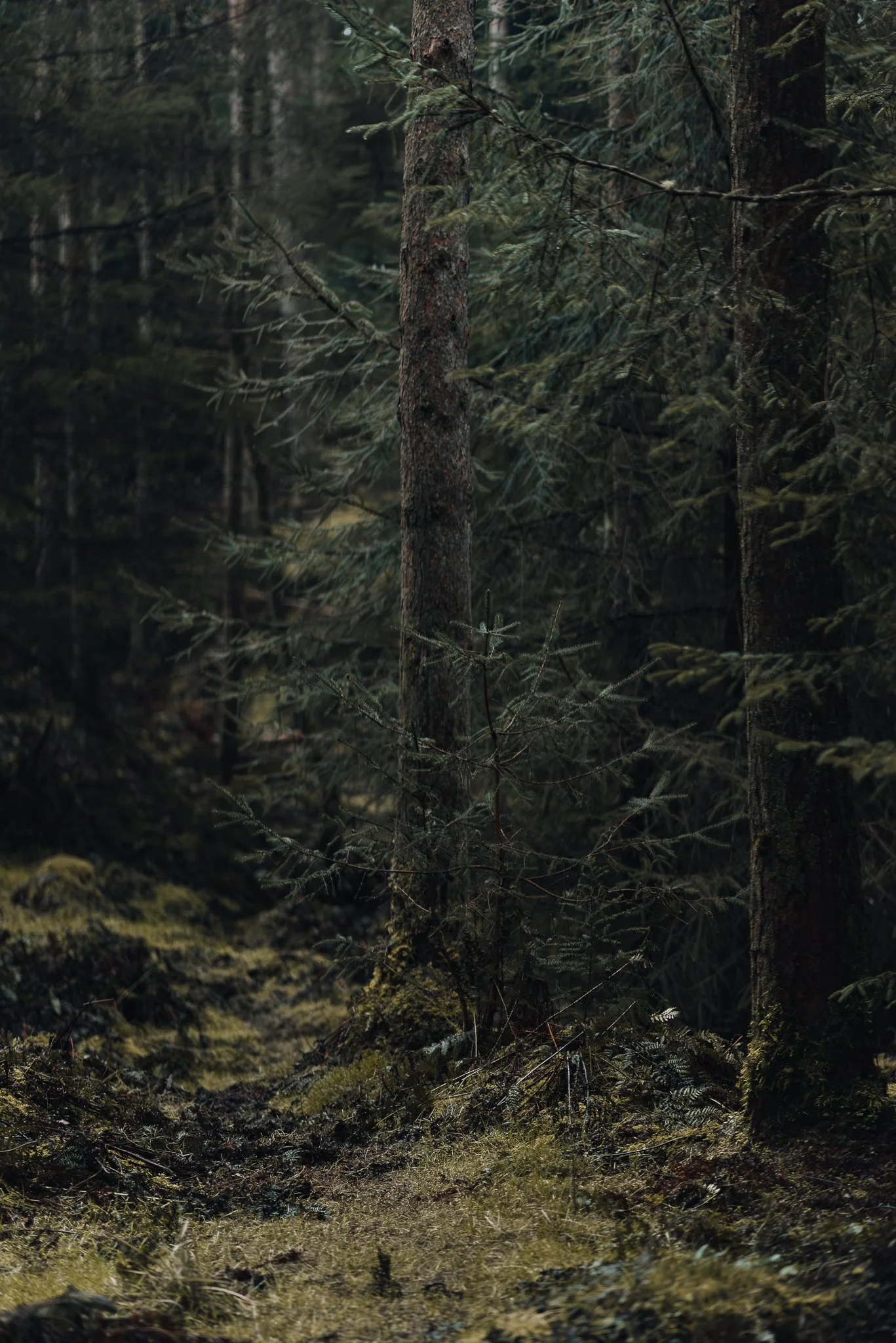 Dense forest with moss-covered ground and tall trees with dark bark.