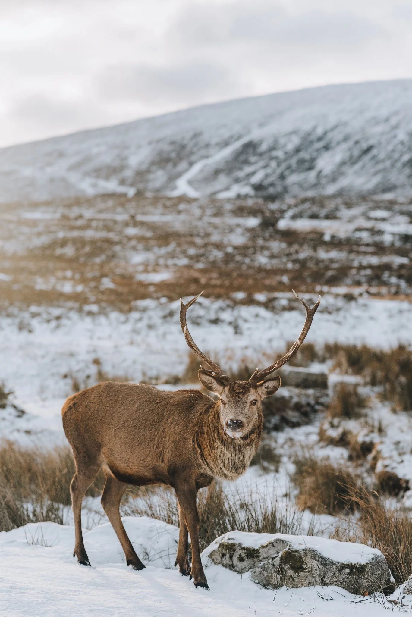 A majestic stag with large antlers standing in a snowy landscape, with hills in the background under a cloudy sky.