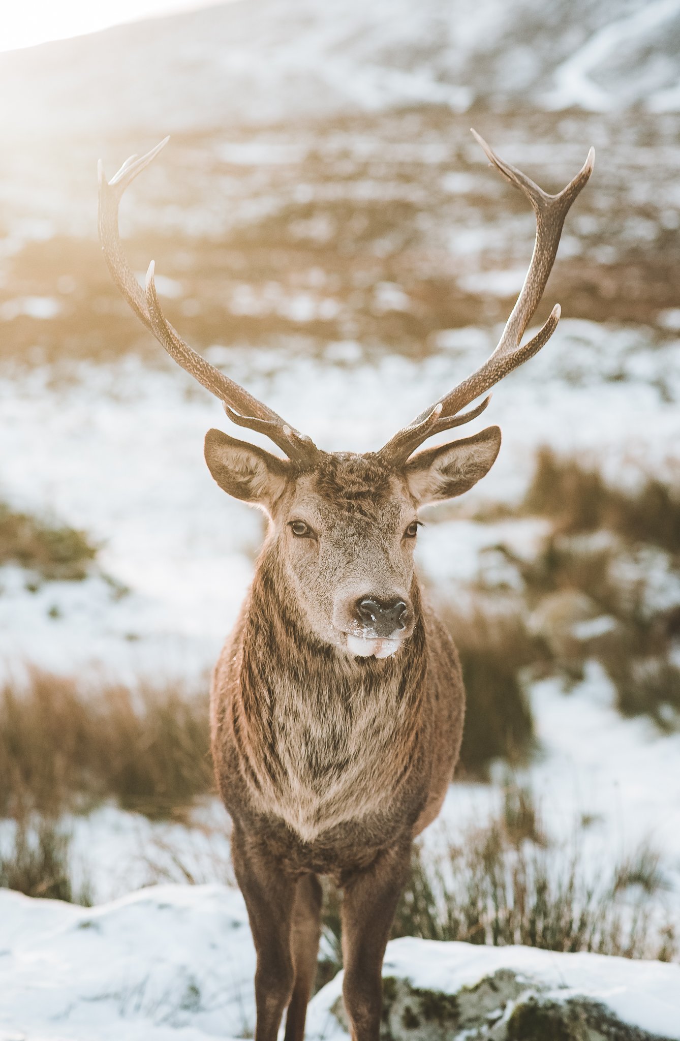 Glencoe Red Deer Fine Art Photography Print