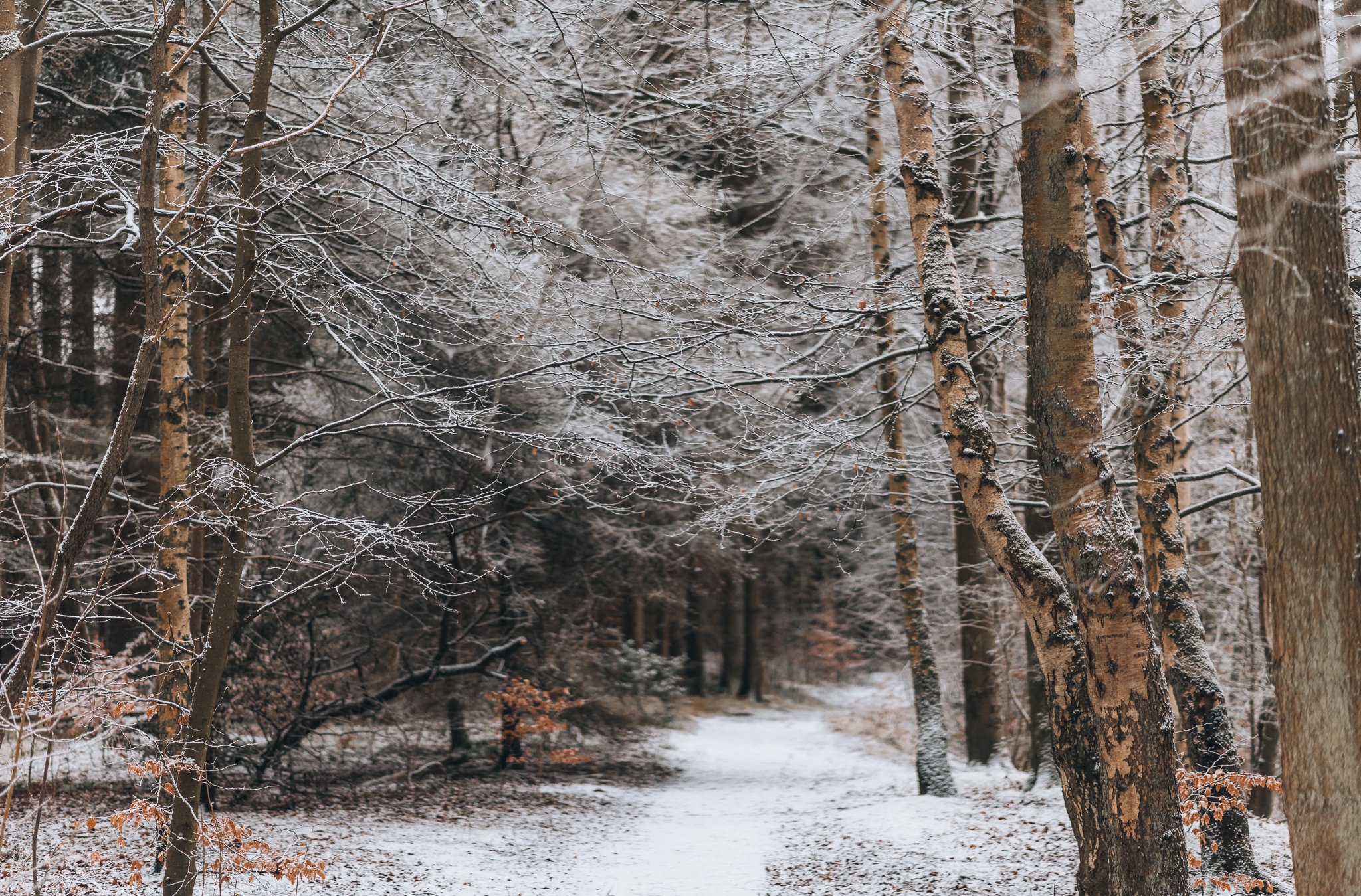 Woodland Winter Scotland Photography Print