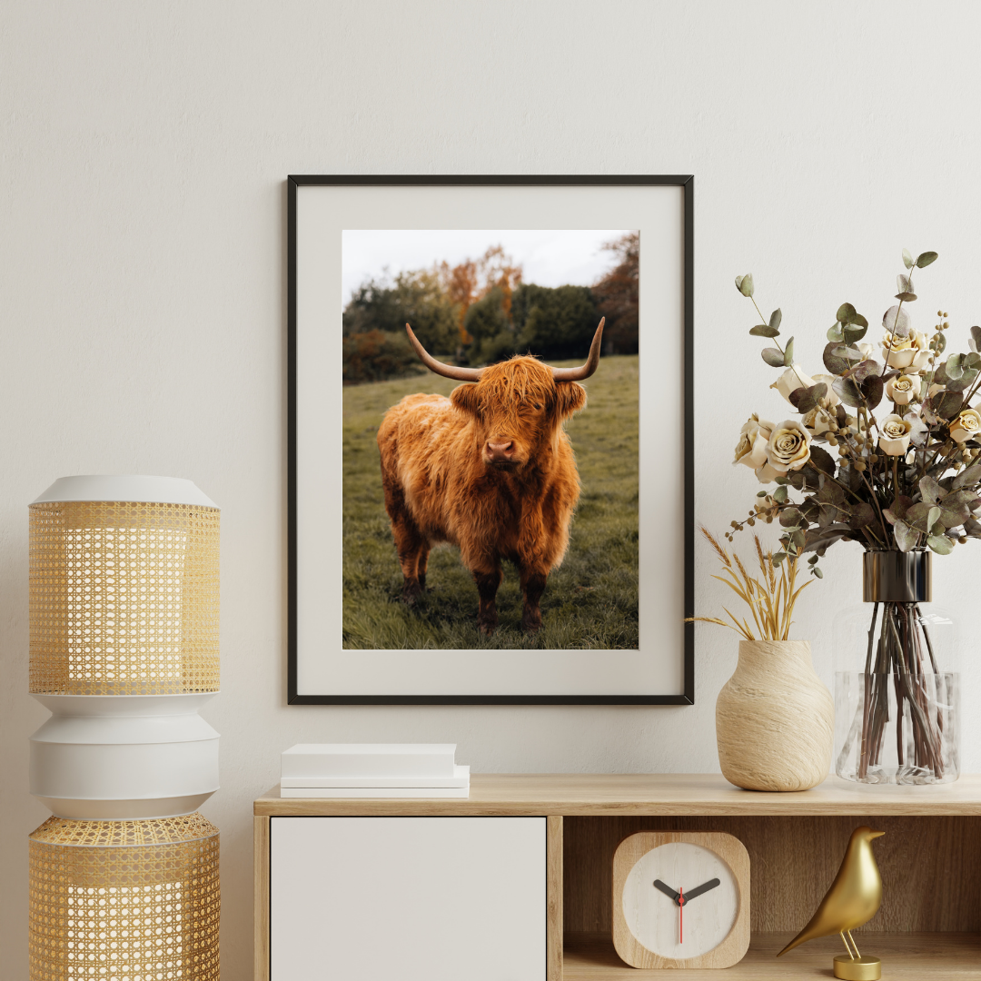 Highland Cow Scottish Gifts Scotland Landscape Photography Print