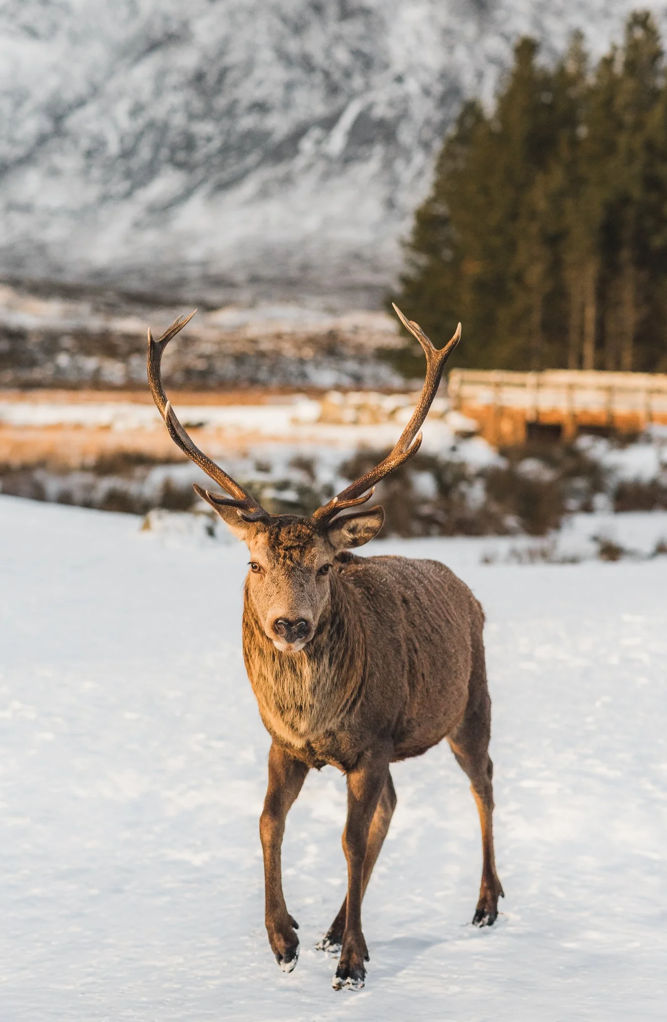 Wild Red deer in Glencoe, Scotland available as a photography print.
