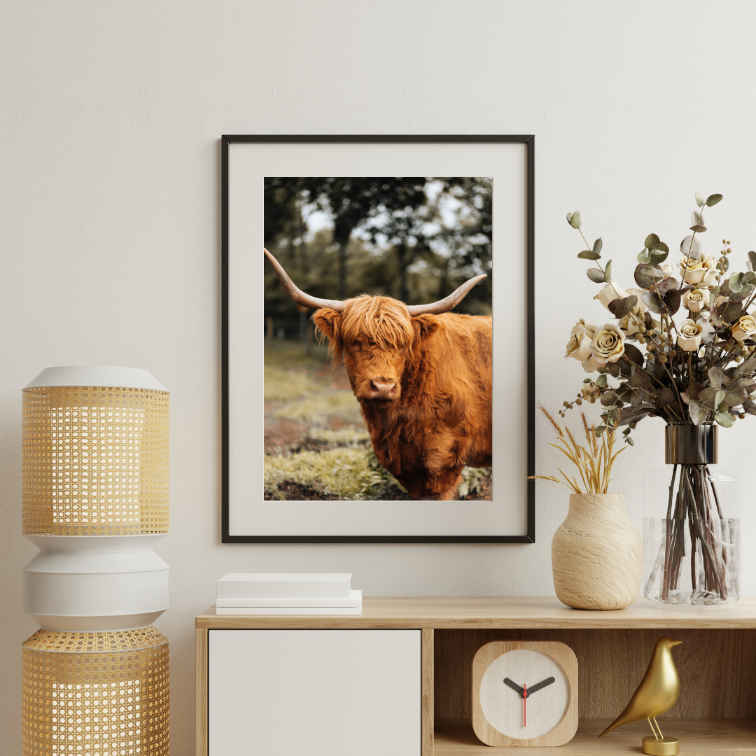 Highland Cow Scotland Wildlife Photography Print, Nature Wall Art, Scottish Gifts