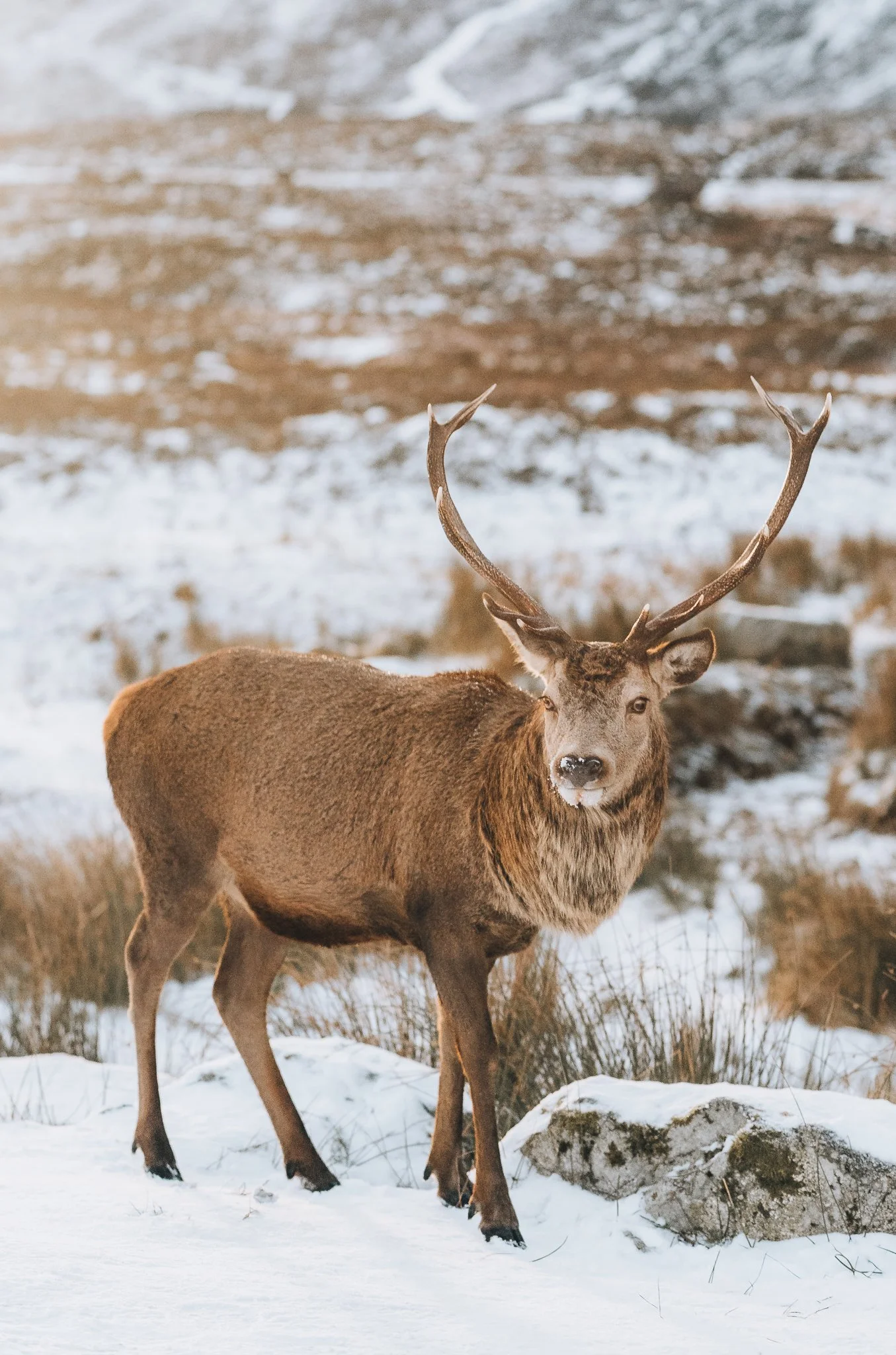 Wild Red Deer Glencoe Photography Print