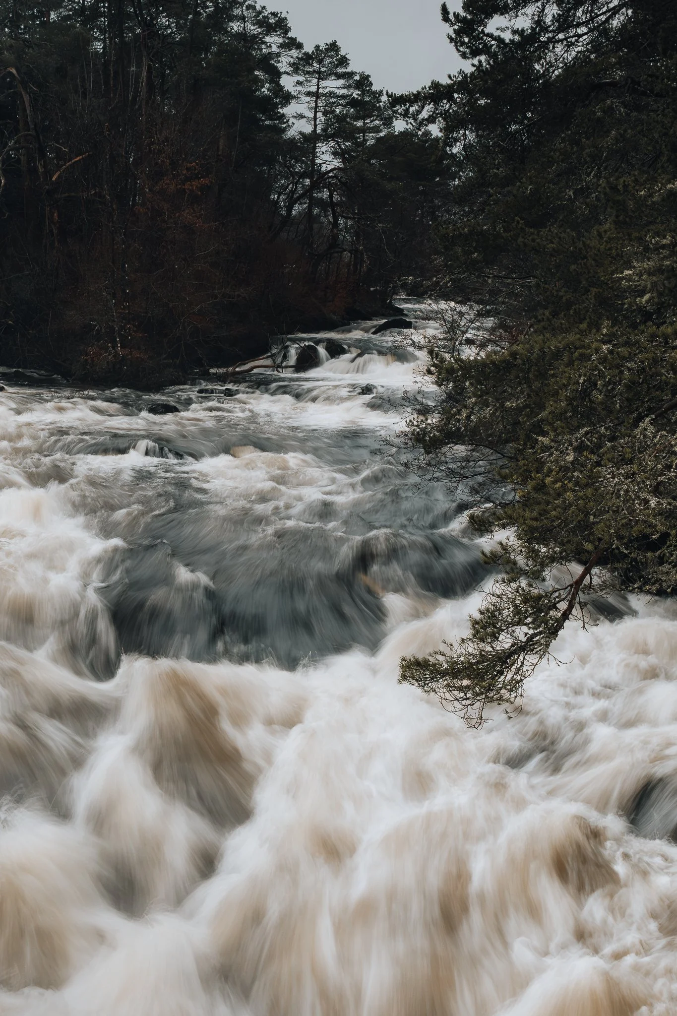 A rushing river with white water flowing through a forested area with trees and bushes on both sides.