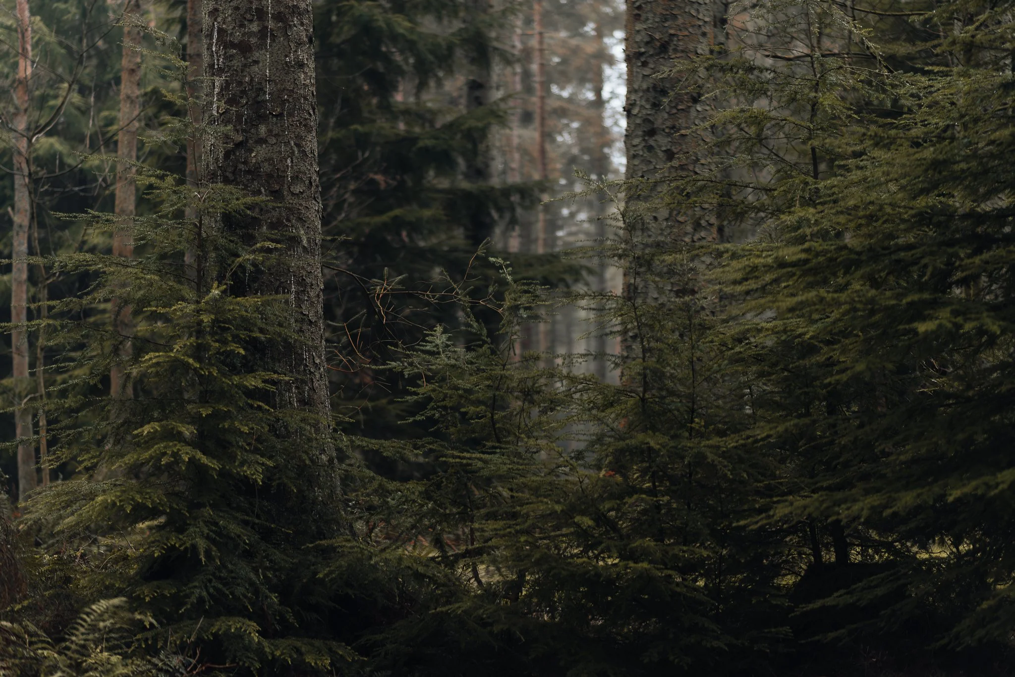 Dense forest with tall trees and green undergrowth, slightly misty background