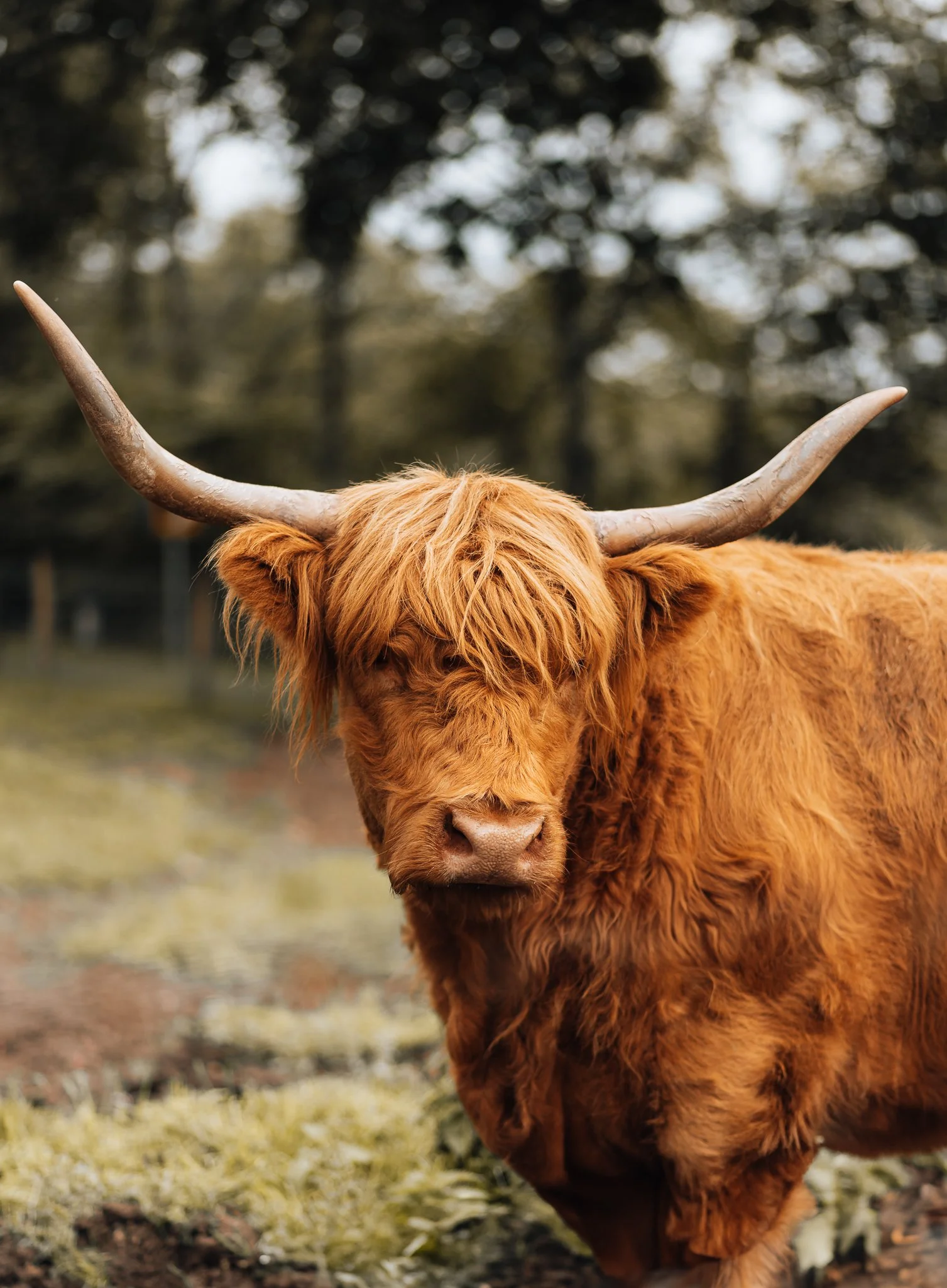 A Highland cow standing outdoors with brown fur and long horns, with a blurred background of trees and grass.