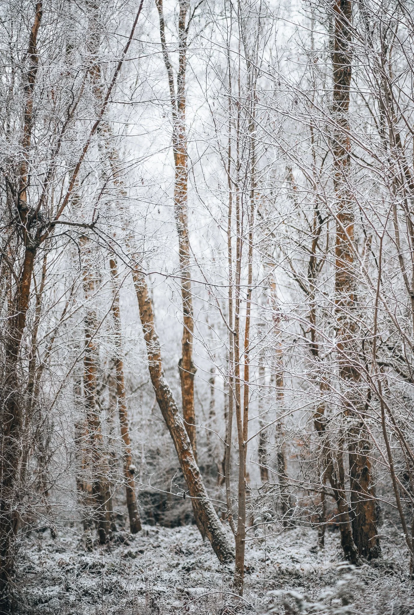 Snow Trees Photography Print taken in Scotland.