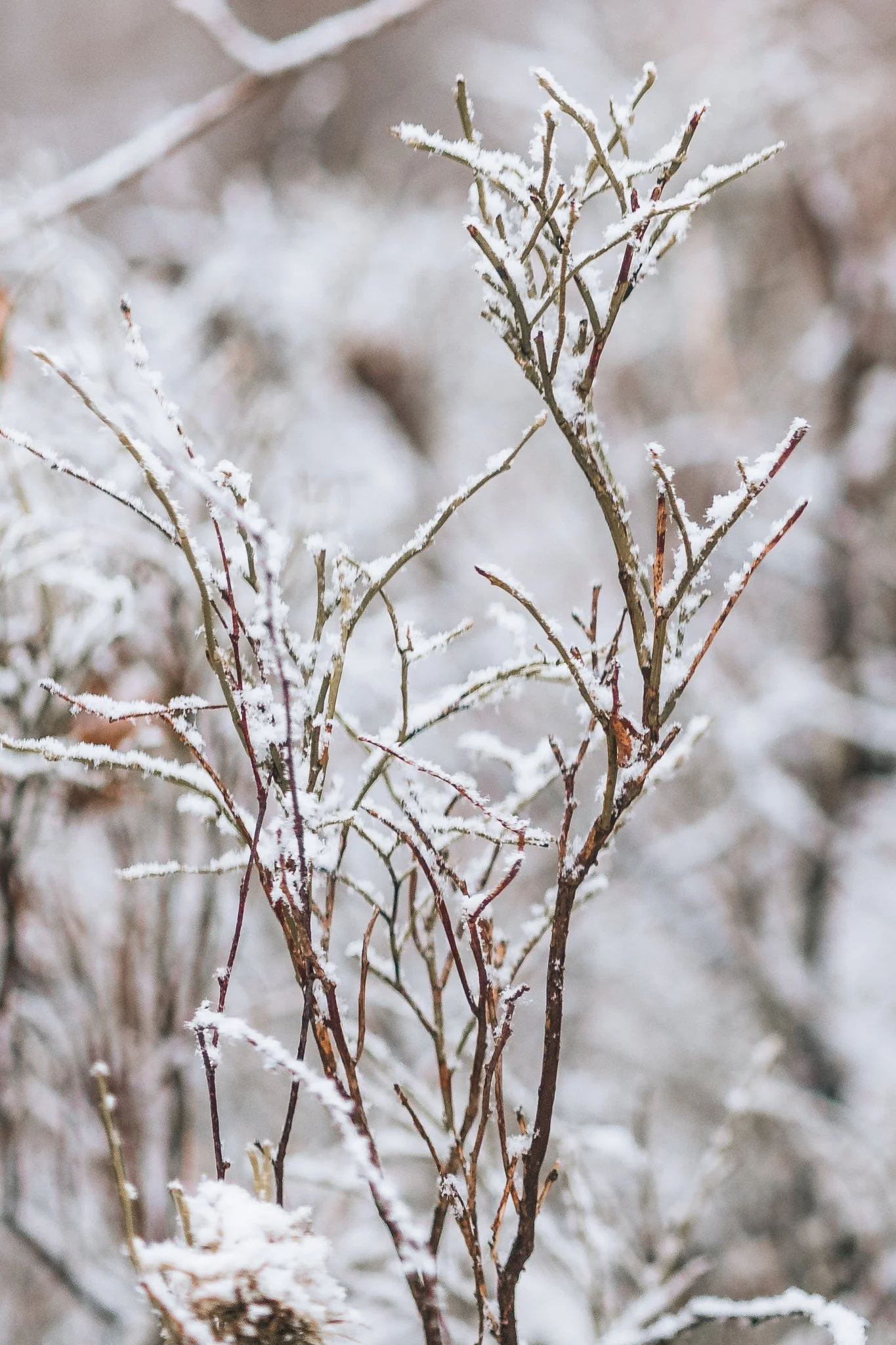 Close-up of leafless branches with snow on them, set against a blurred snowy background.