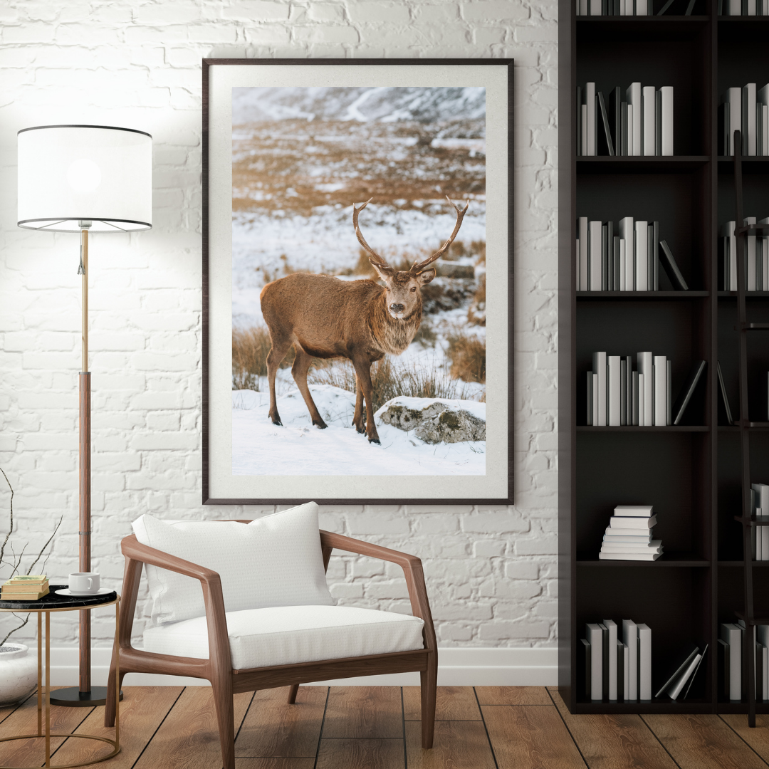 Wild Stag Scottish Wildlife Fine Art Photography Print Glencoe Red Deer