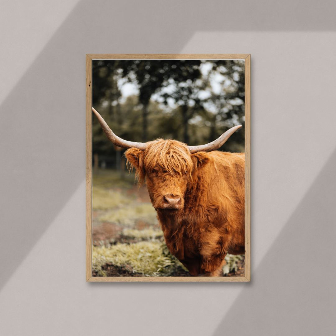 Highland Cow Scotland Wildlife Photography Print, Nature Wall Art, Scottish Gifts