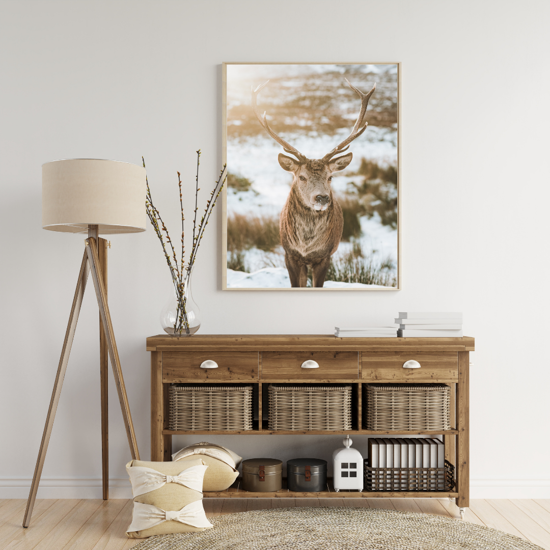 Wild Stag Red Deer Scottish Wildlife Photography Print