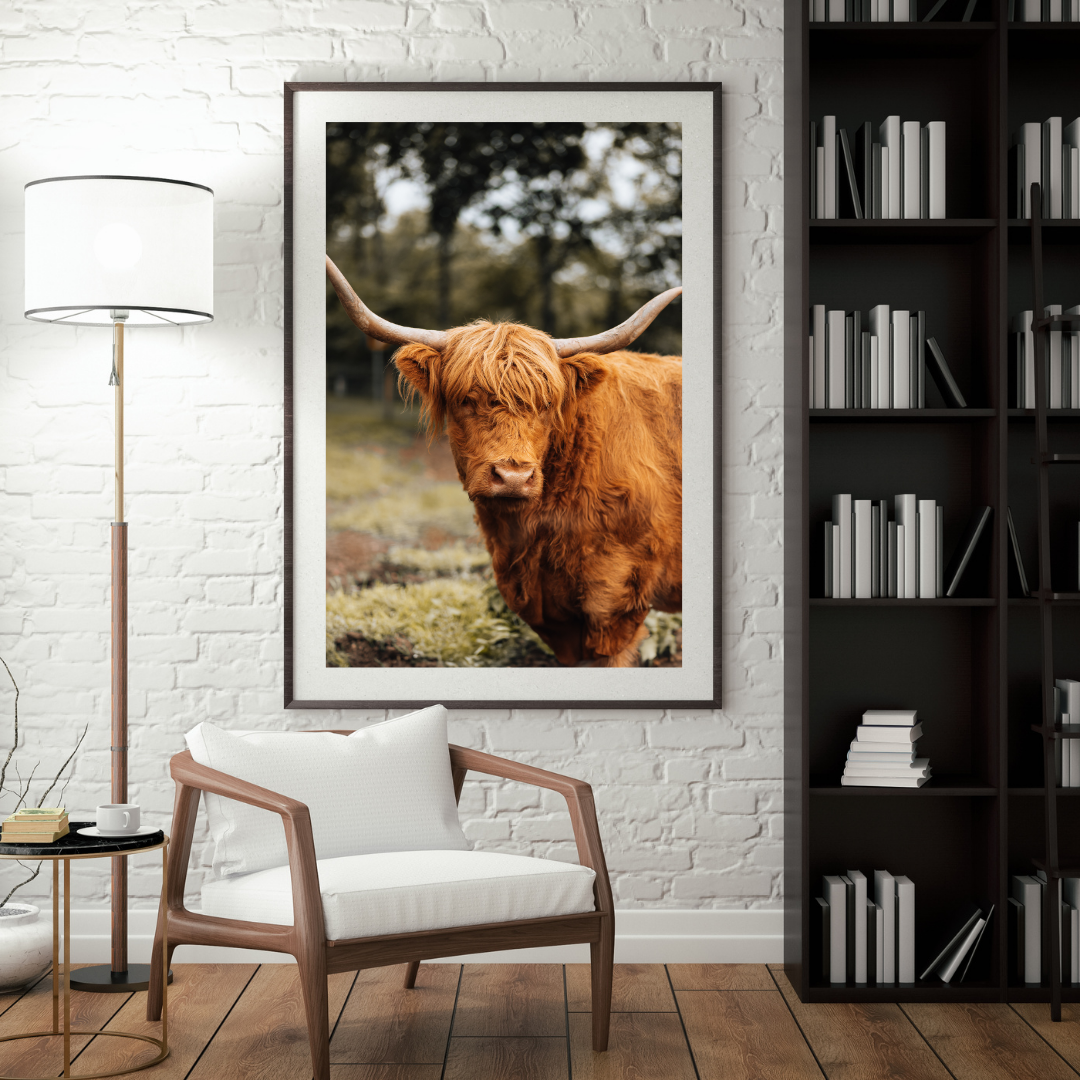 Highland Cow Scotland Wildlife Photography Print, Nature Wall Art, Scottish Gifts