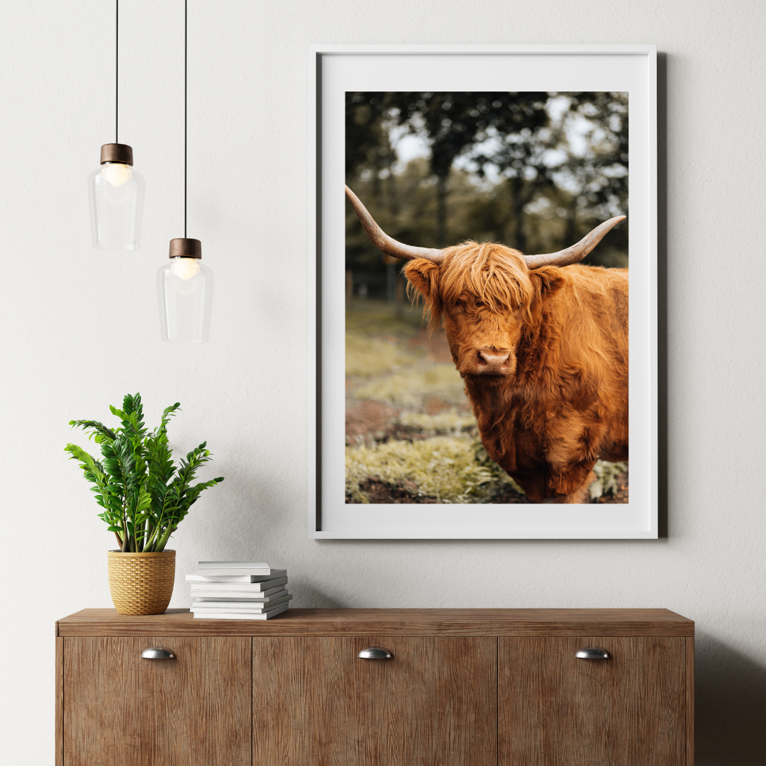 Highland Cow Scotland Wildlife Photography Print, Nature Wall Art, Scottish Gifts