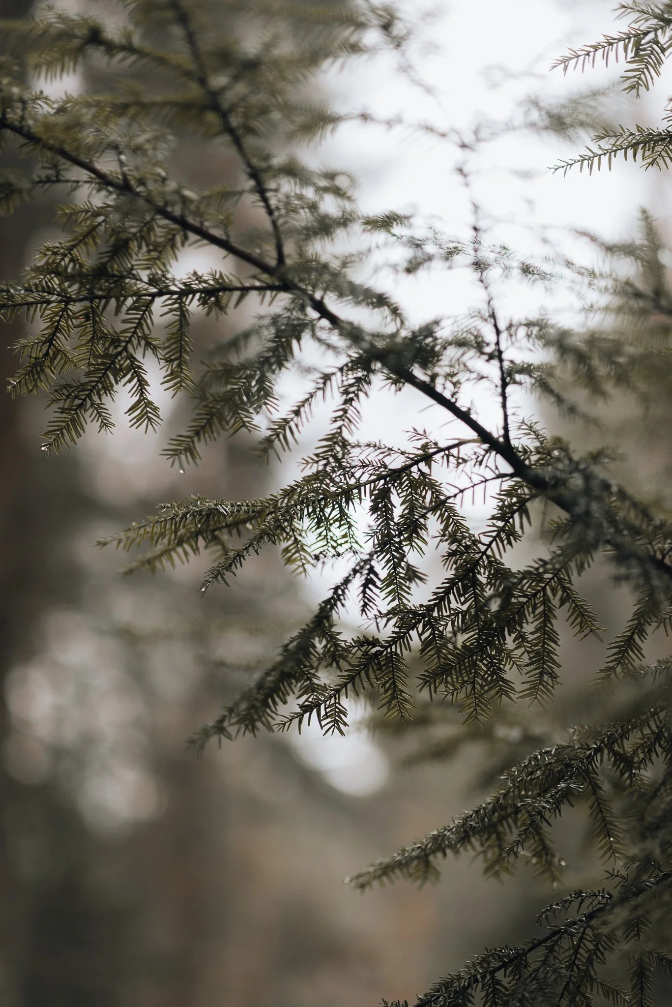 Close-up of pine tree branches with needles, blurry background, natural outdoor setting.