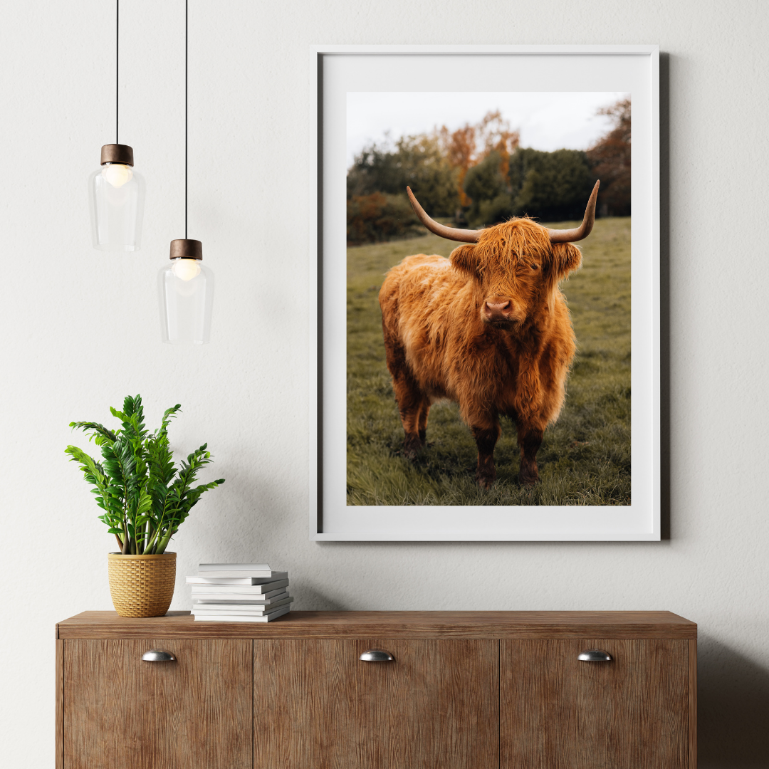 Highland Cow Scottish Gifts Scotland Landscape Photography Print