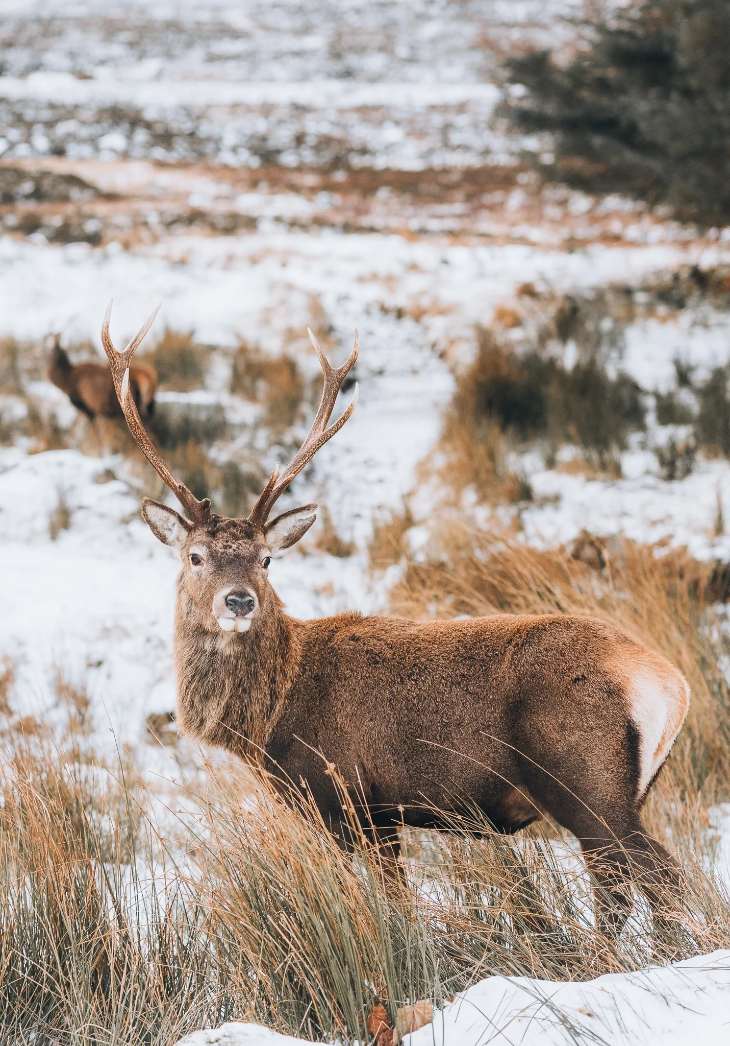 Wild red stag in the Scottish Highlands walking through snow.