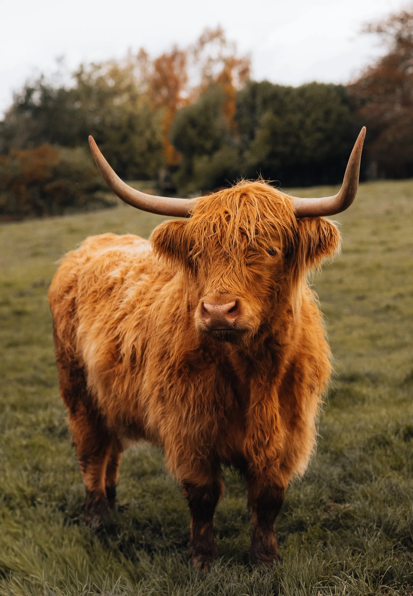 Highland Cow Scotland Photography Print