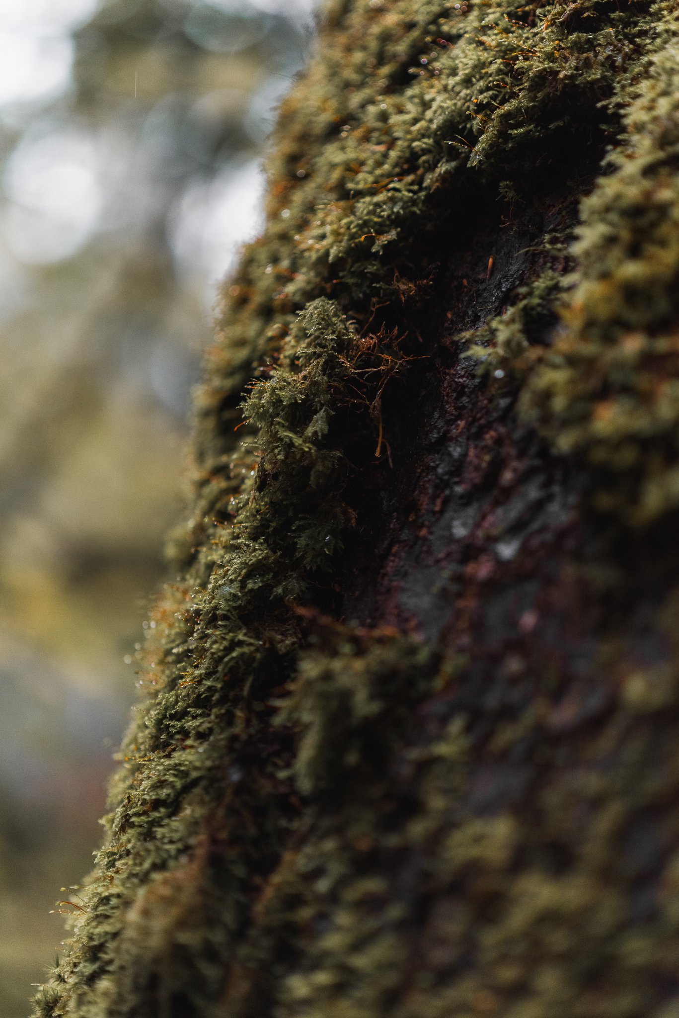 Close-up of moss growing on tree bark with a blurred background.