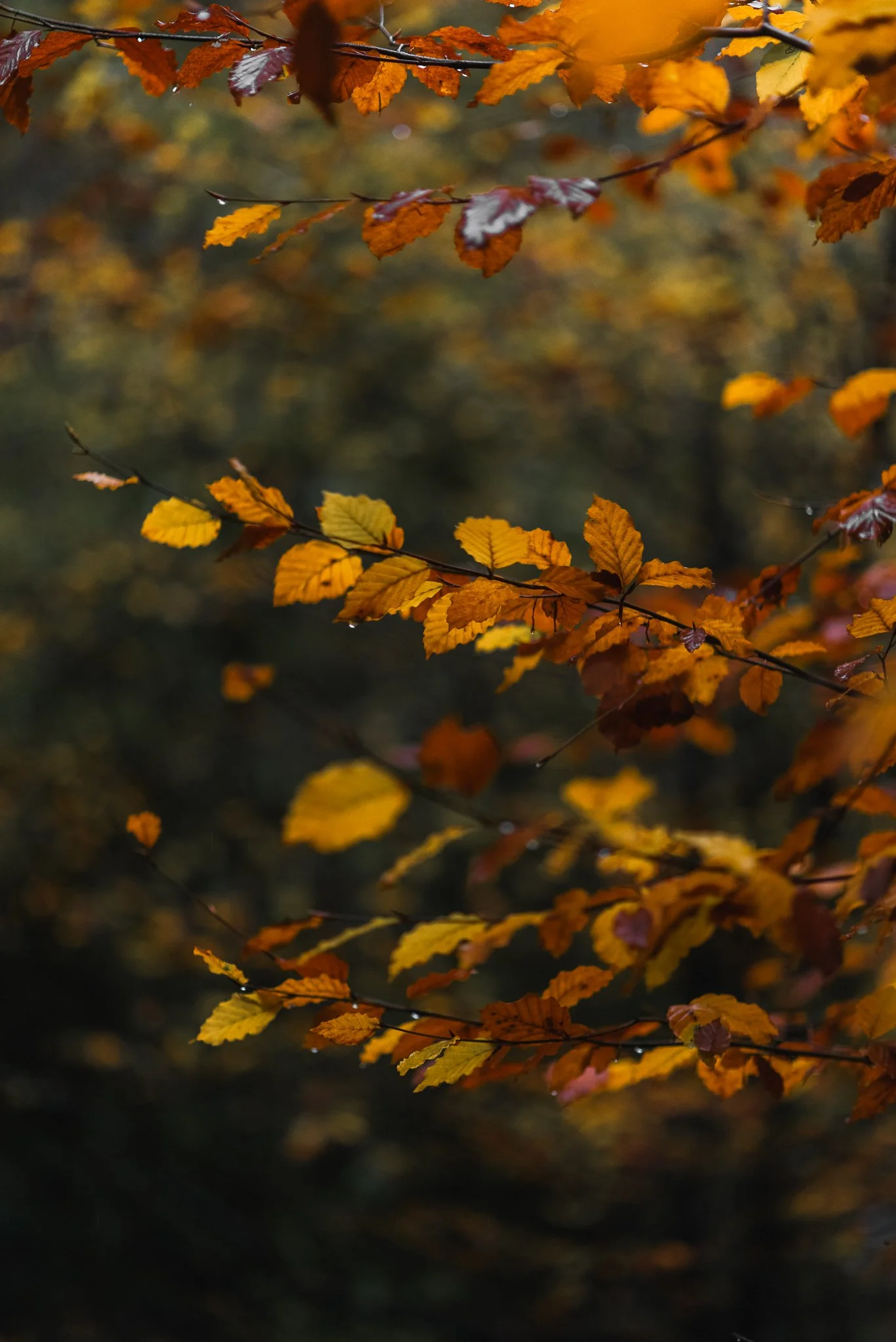 Close-up of orange and yellow autumn leaves on dark branches, with blurred background.