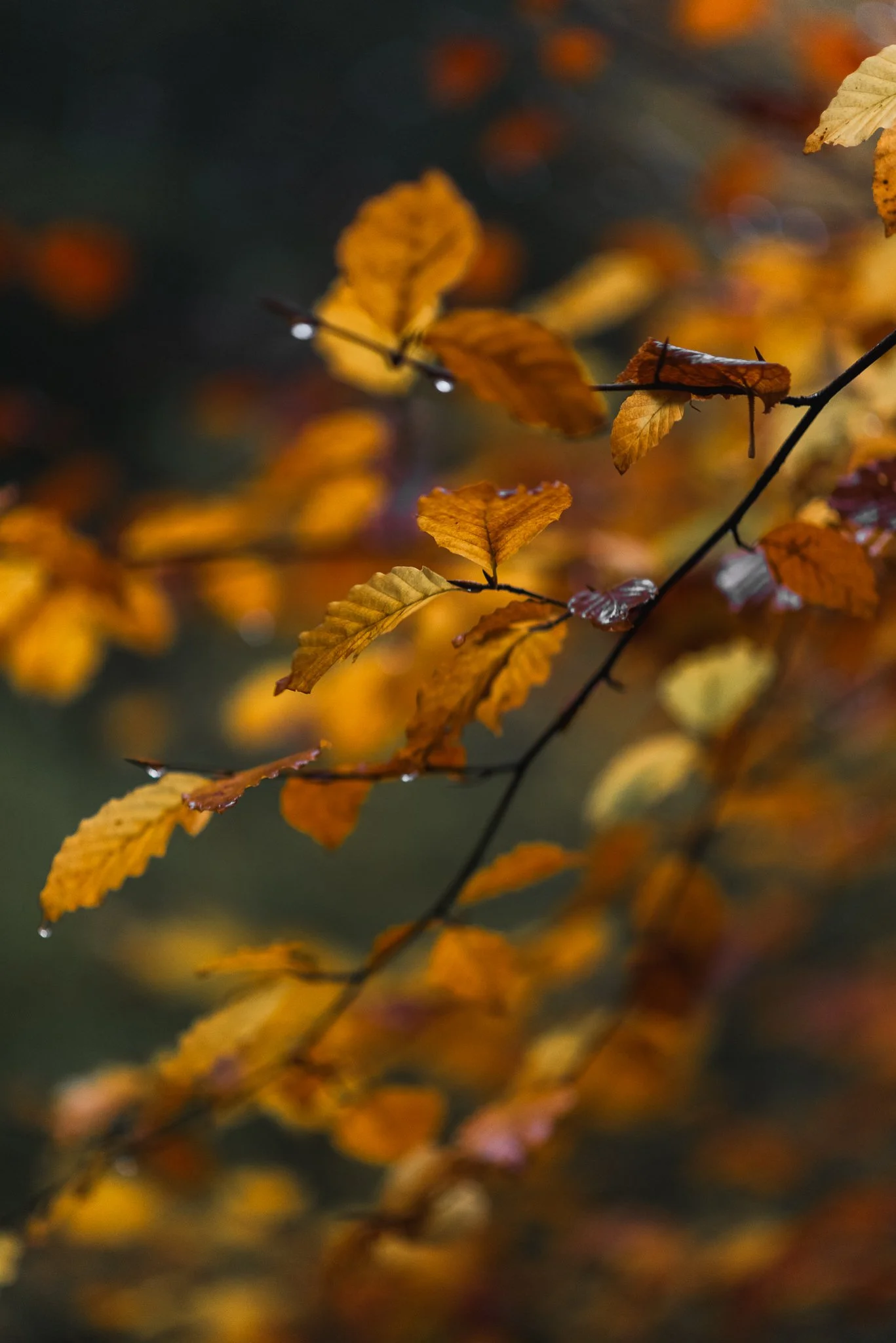 Autumn leaves on a branch with water droplets, in warm fall colors.