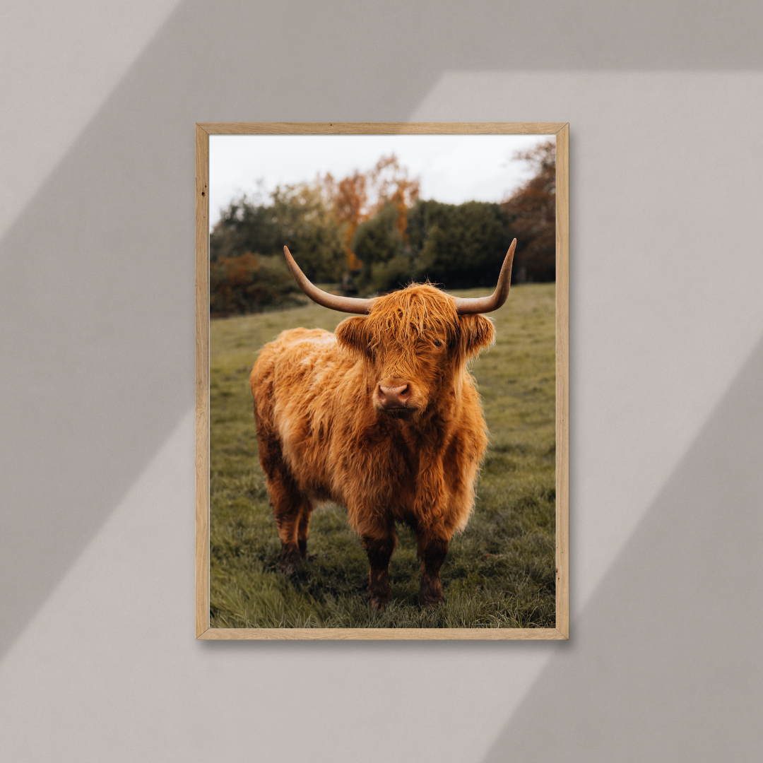 Highland Cow Scottish Gifts Scotland Landscape Photography Print