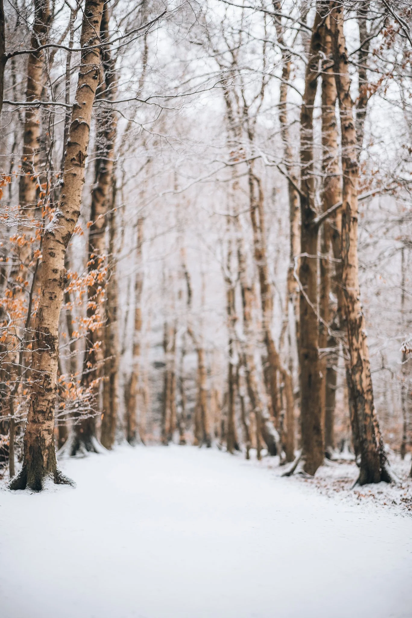 Snow-covered forest path surrounded by trees with some orange leaves