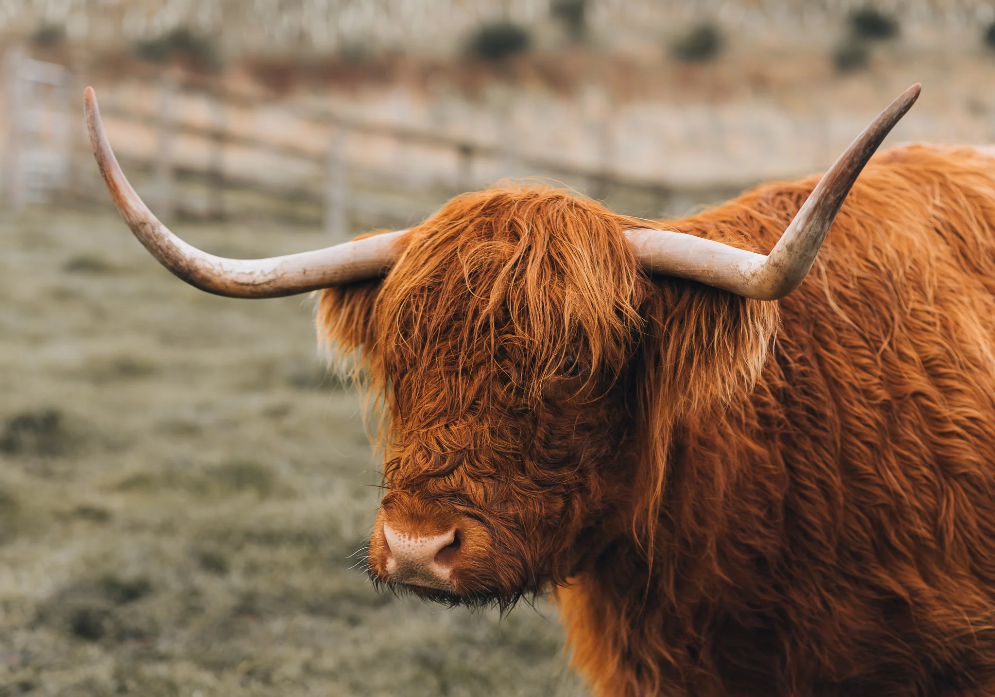 Highland Cow Photography Print