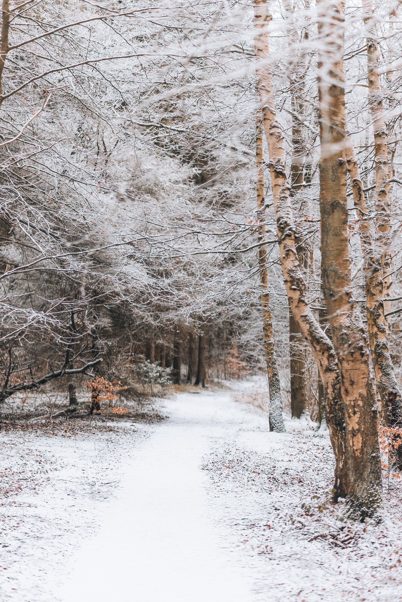 Snow-covered trail through a forest of bare trees with snow on branches and ground