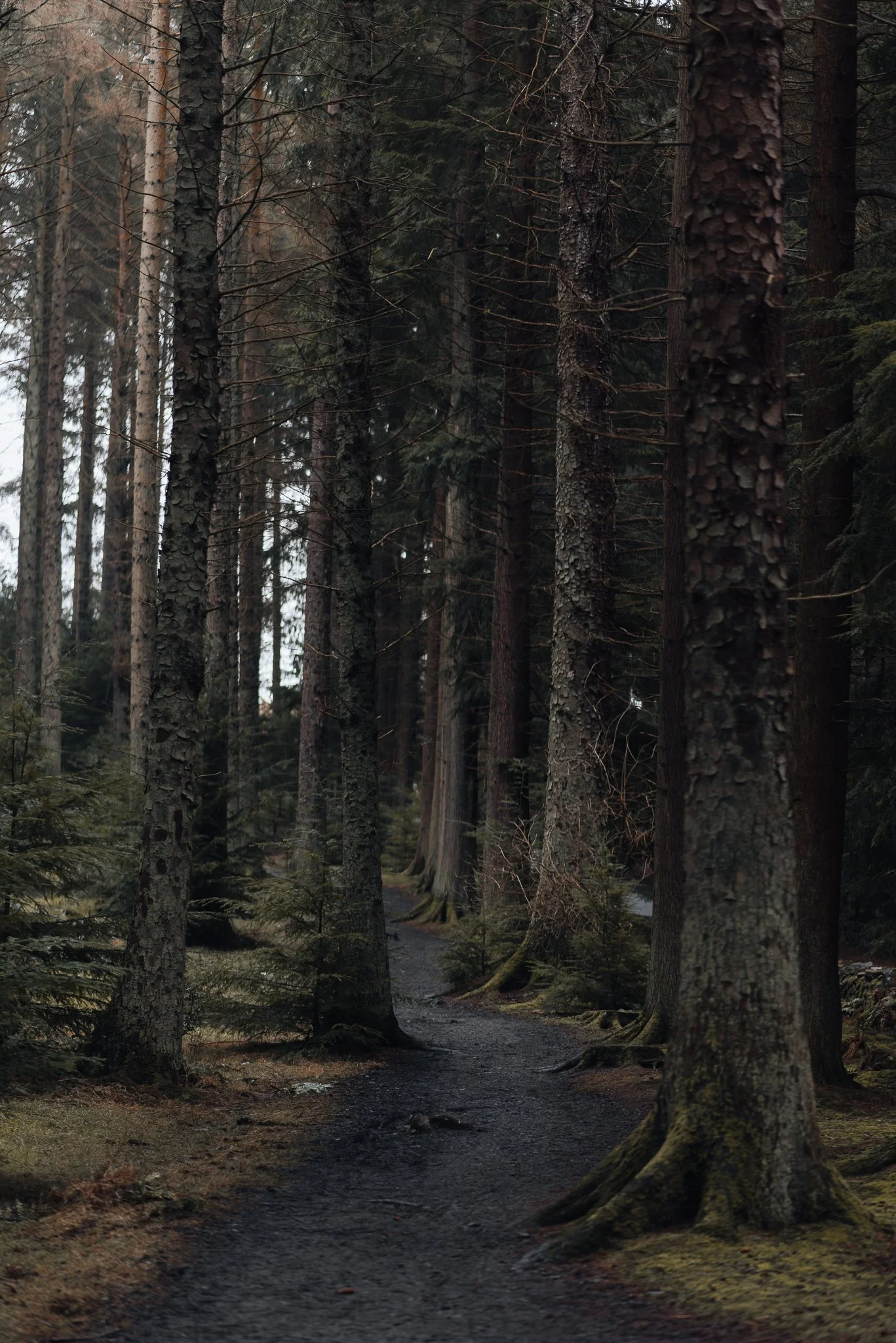 A narrow dirt trail winds through a dense forest of tall, straight trees with dark, textured bark. The forest floor is covered with moss, small plants, and patches of damp soil. The scene is dimly lit, creating a moody, serene atmosphere.