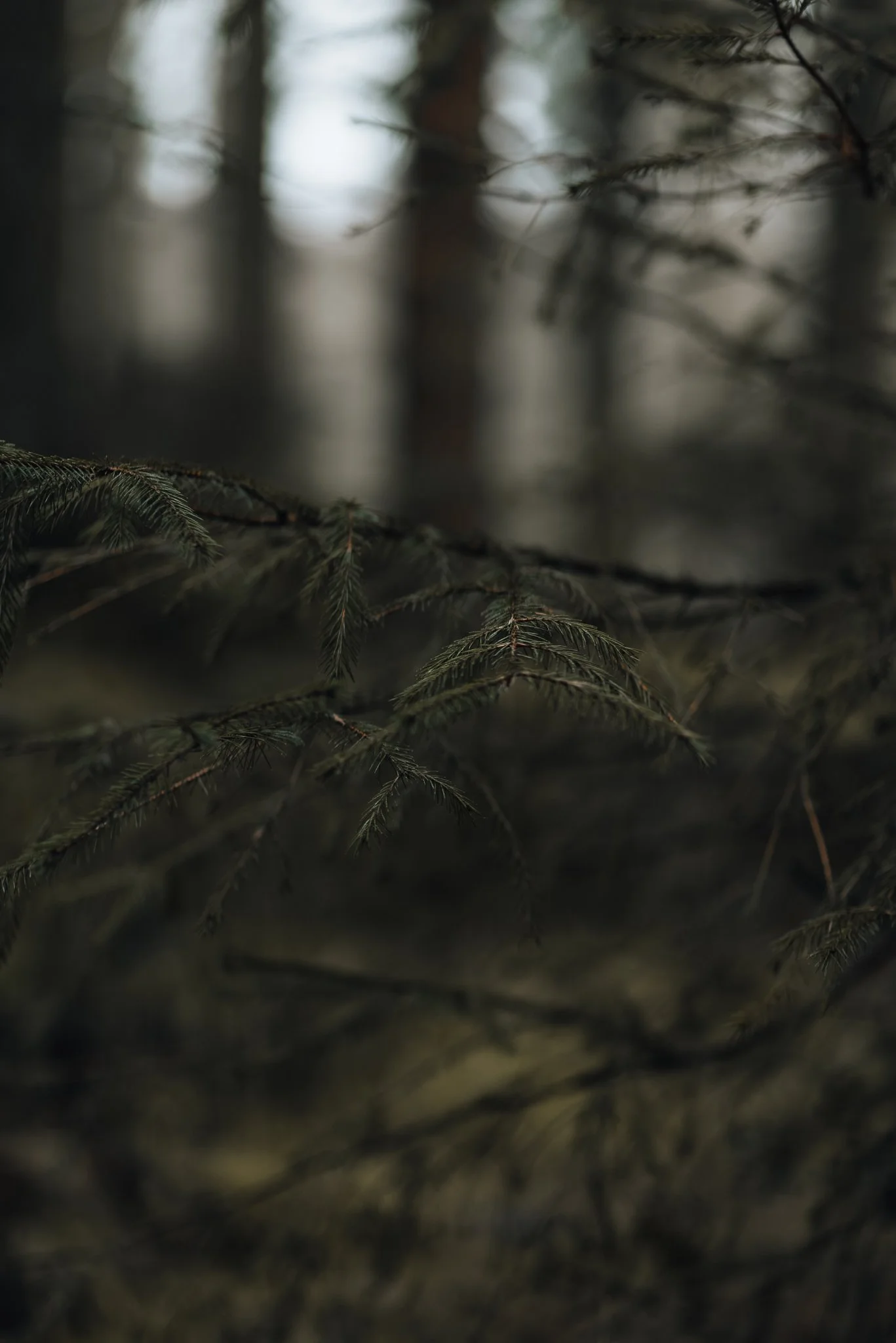 Close-up of pine tree branches in a foggy forest with blurred trees in the background.