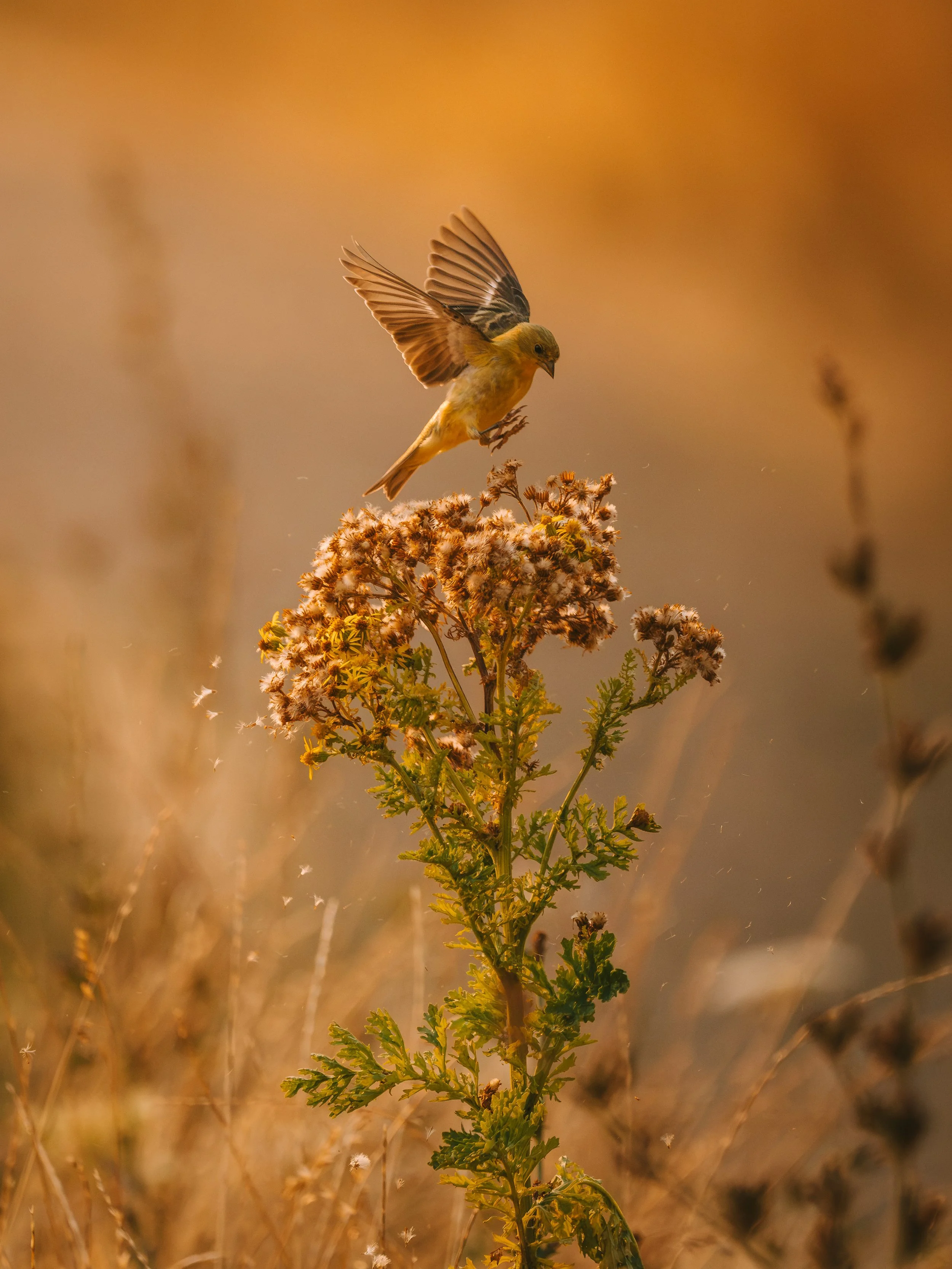 A7R01642-2.jpg