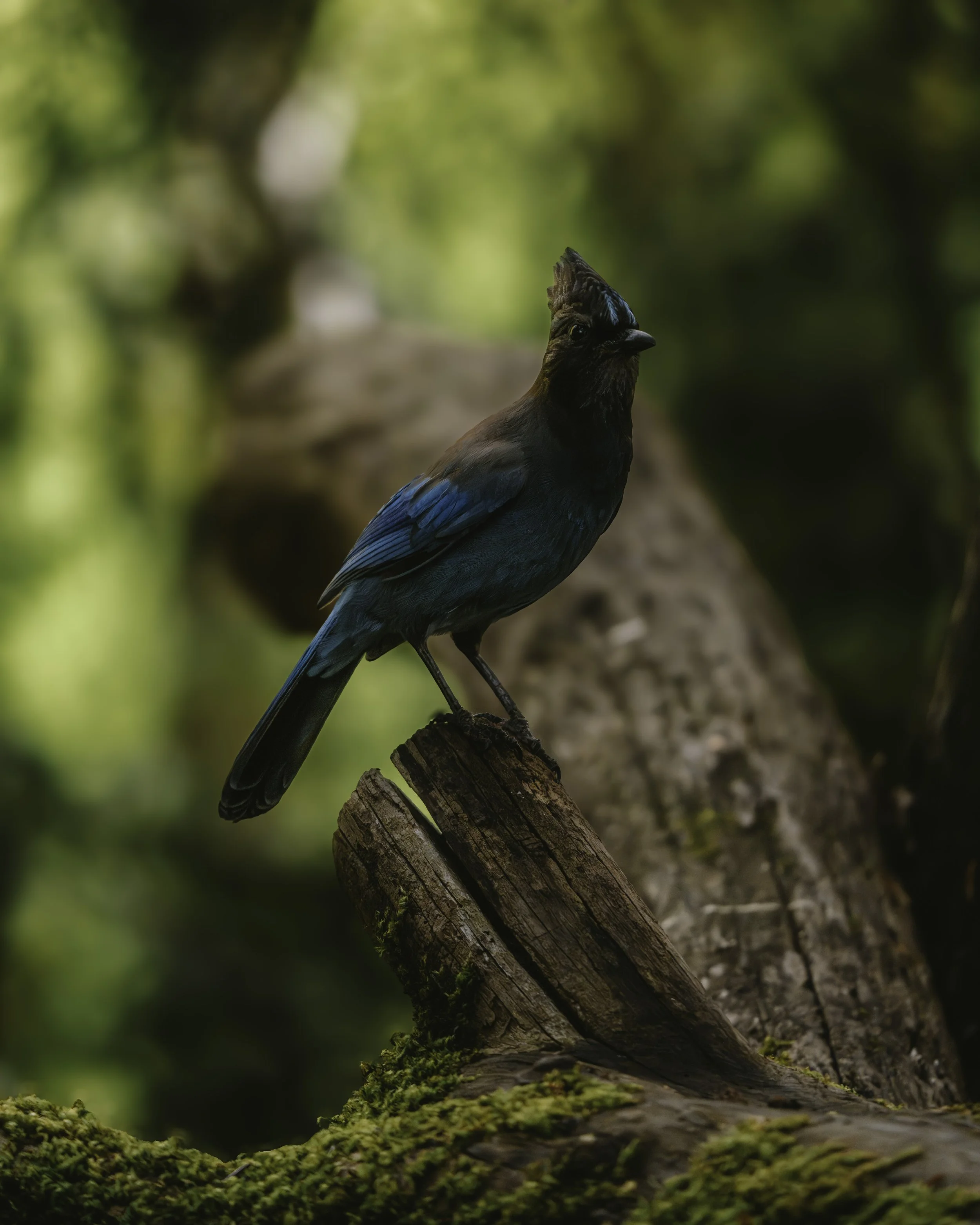 A7R02729.jpg
