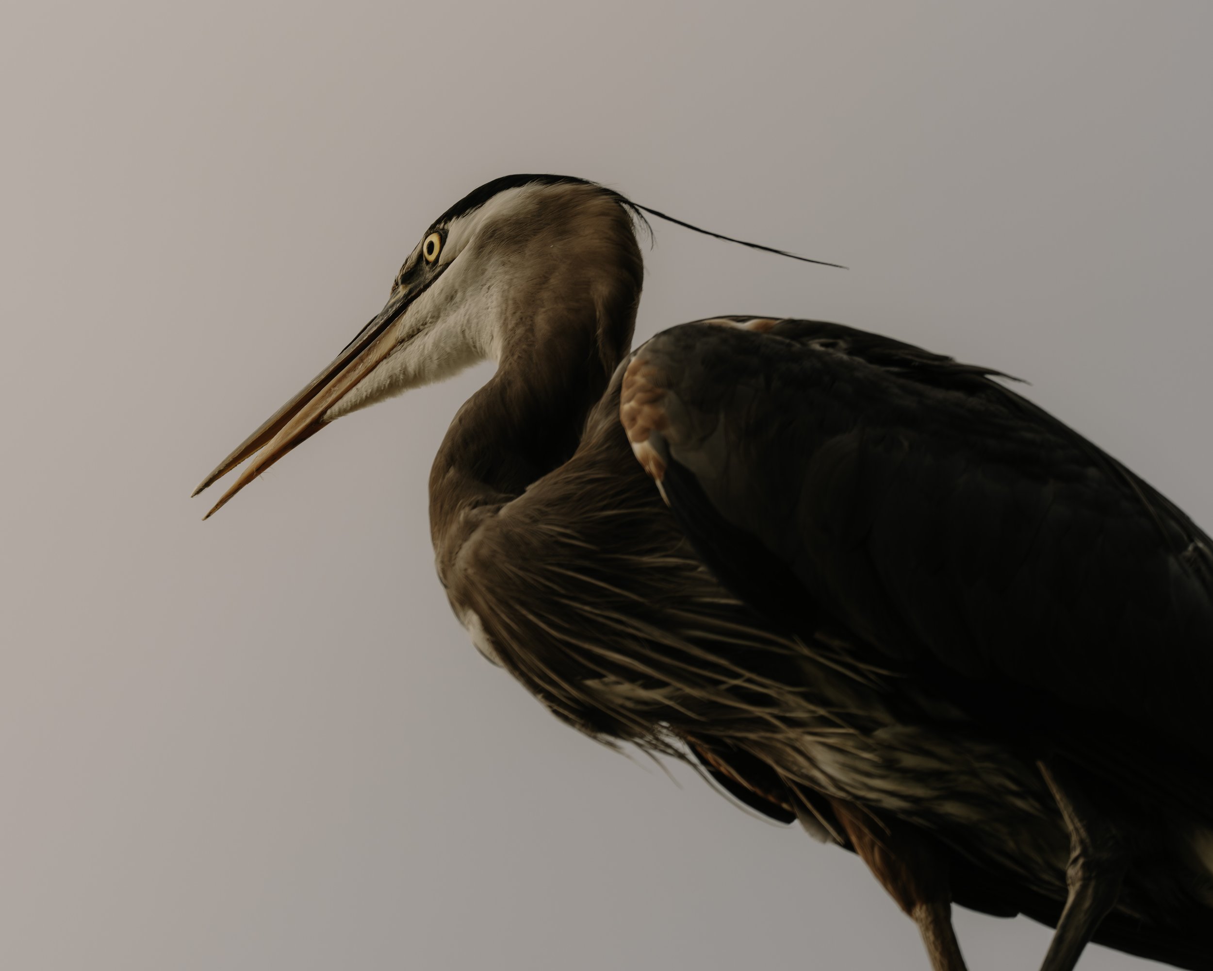 A7R06921.jpg