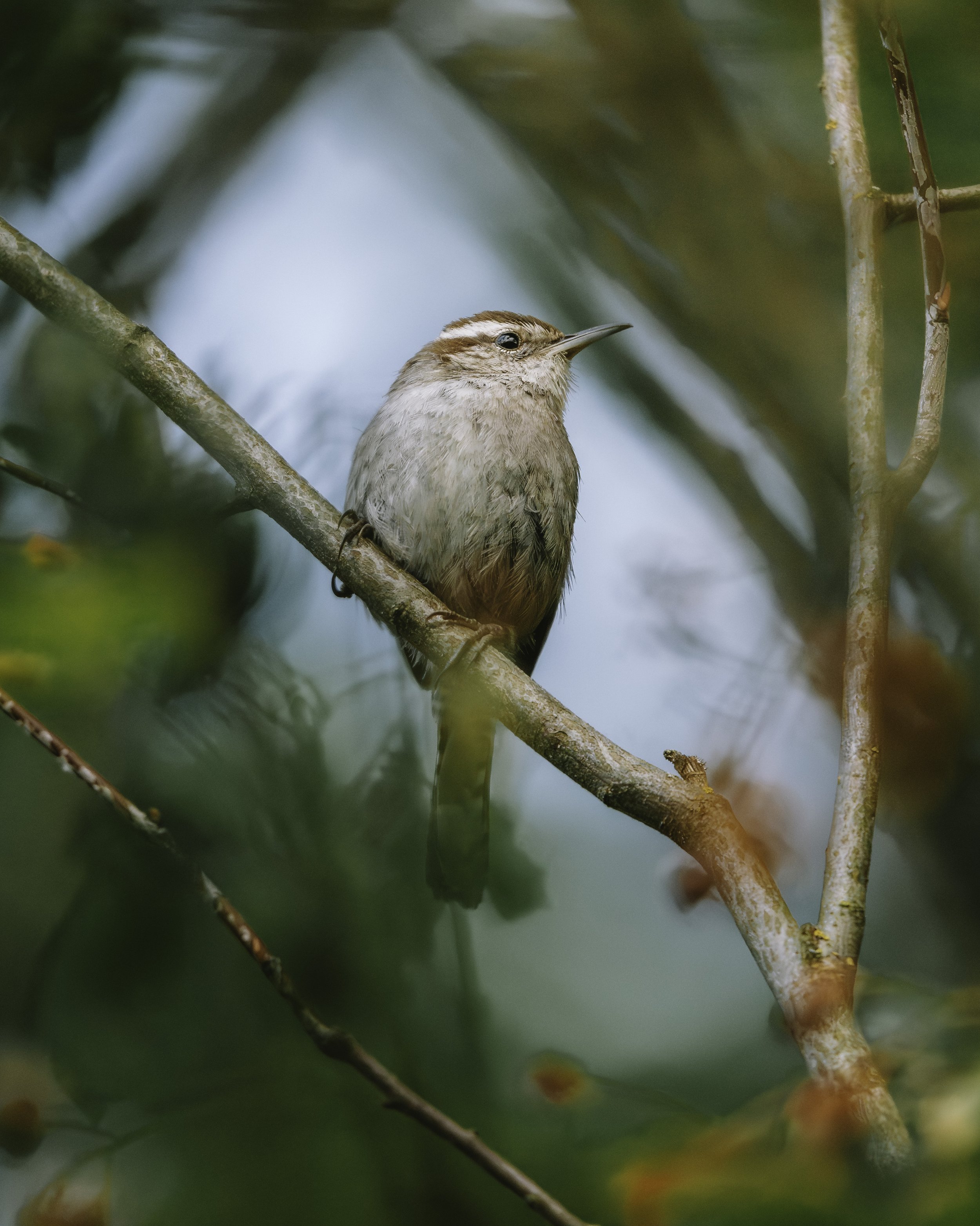 A7R04540.jpg