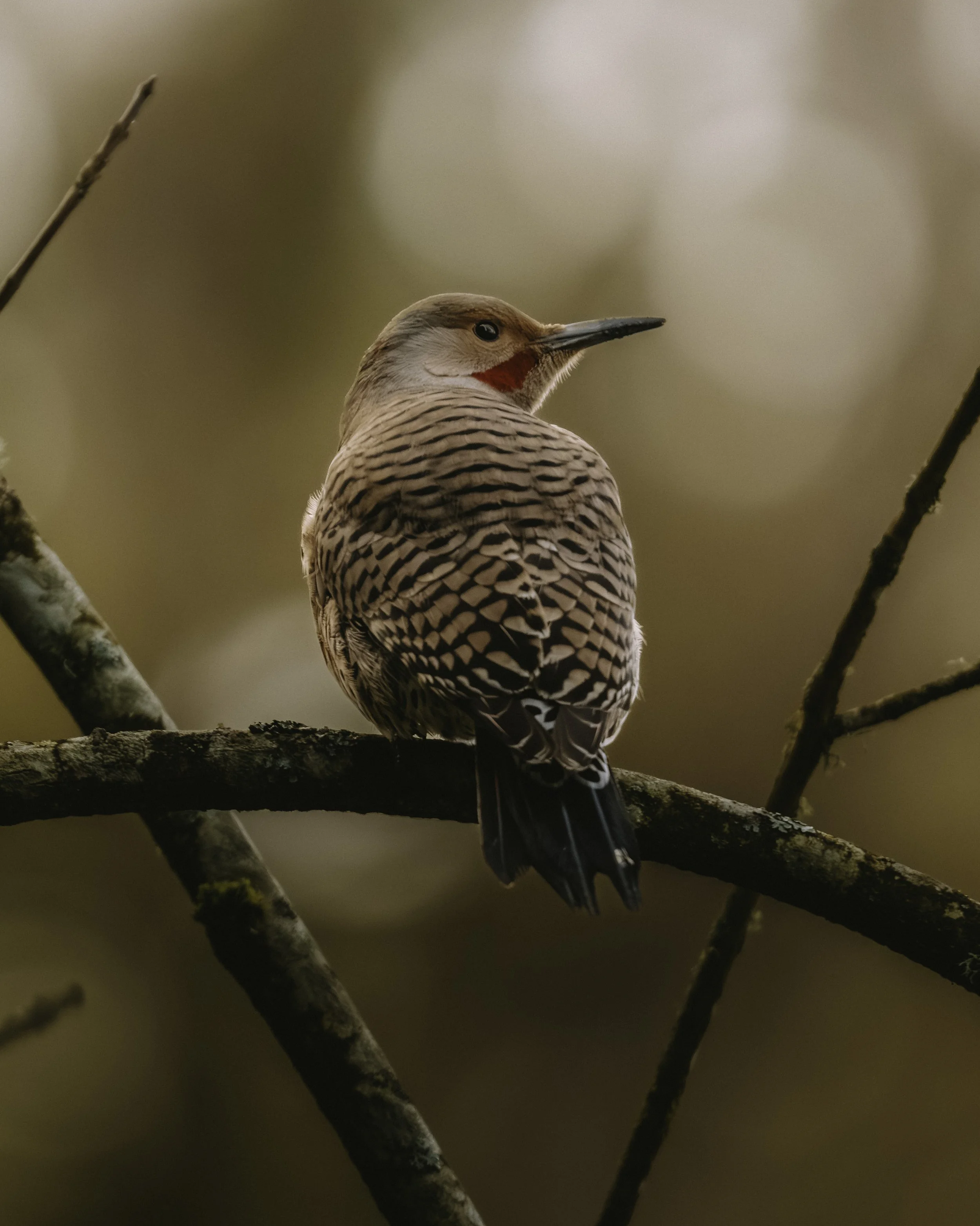 A7R07100.jpg