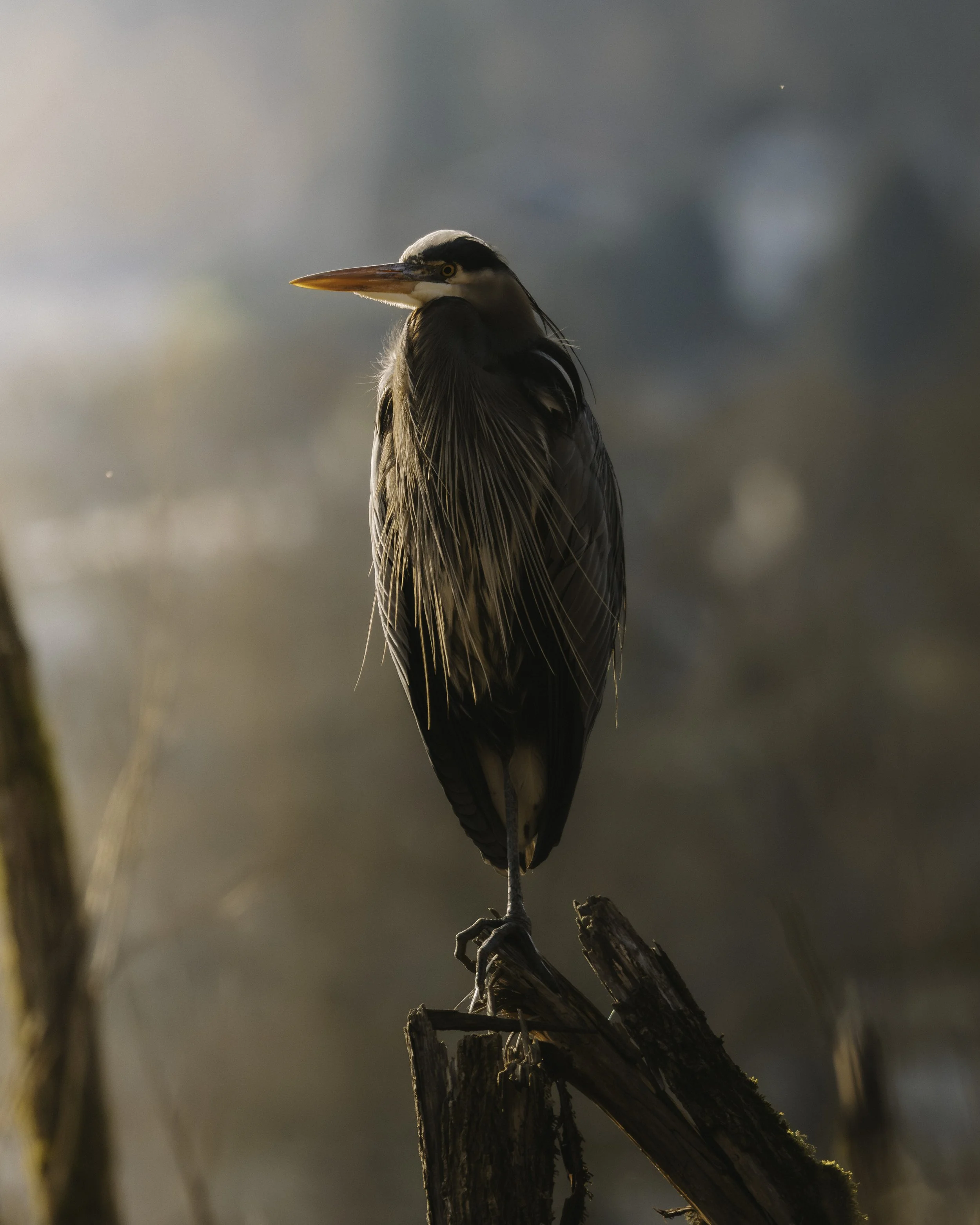 A7R08170.jpg