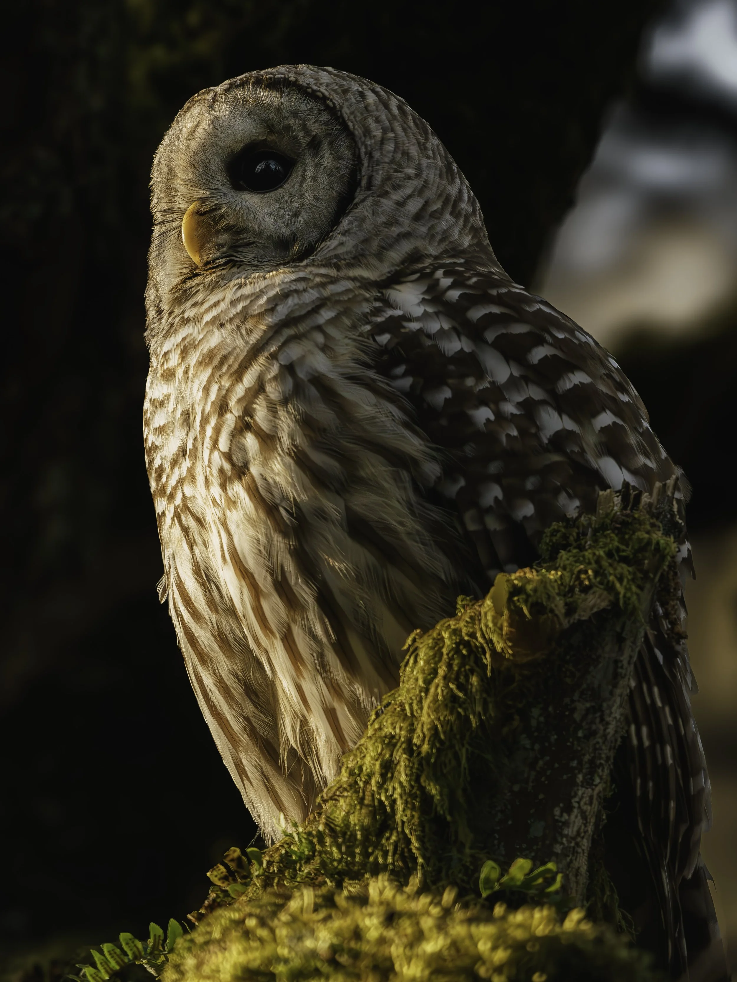 A7R00460.jpg