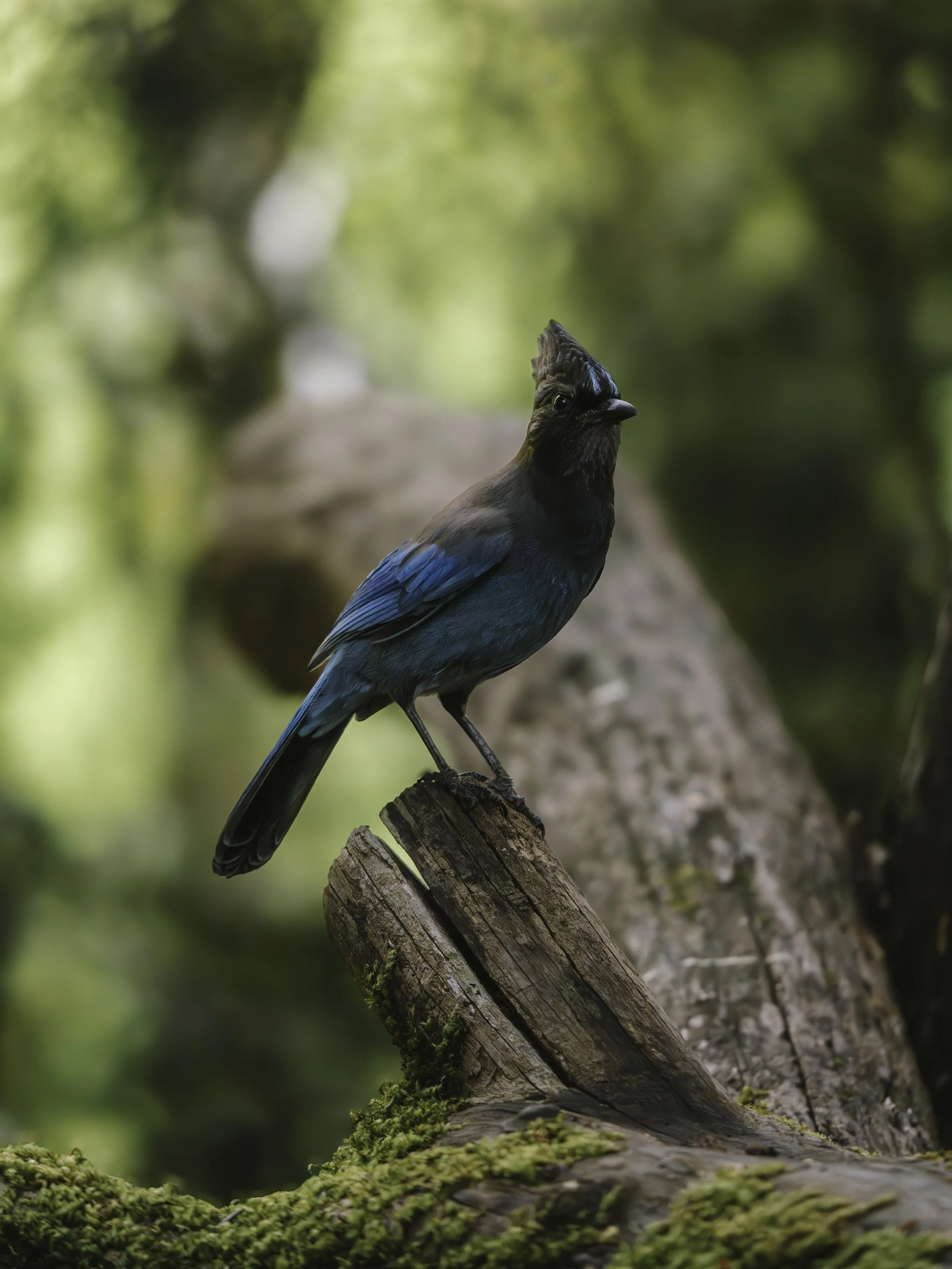 A7R02729-2.jpg