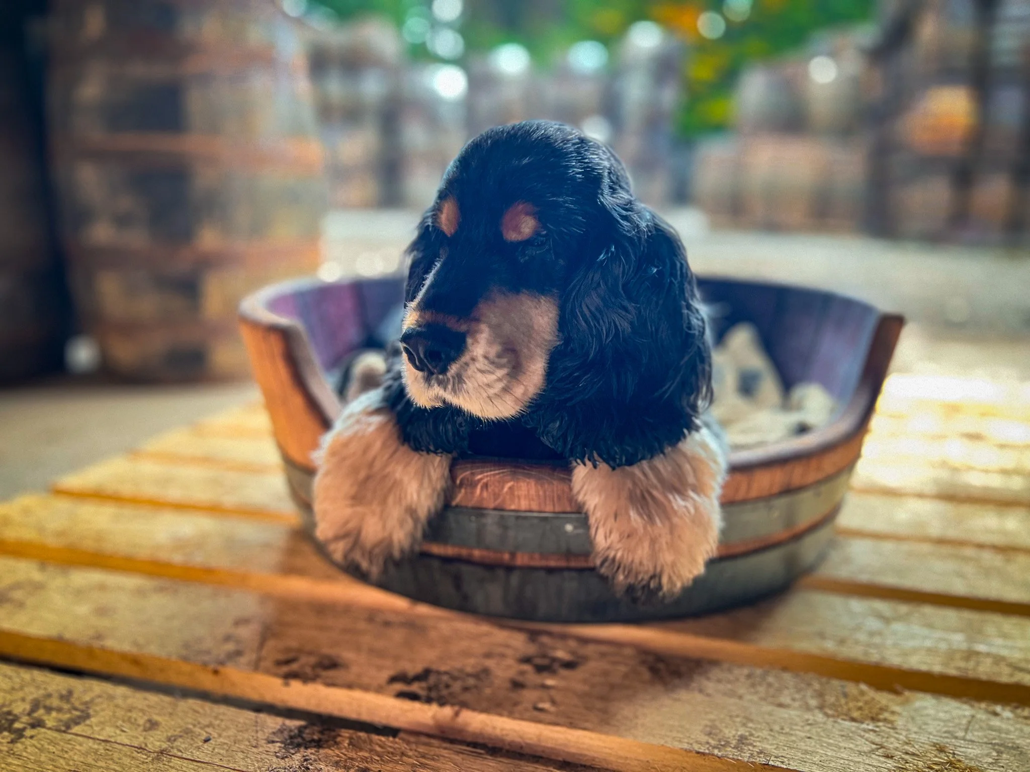 Dog Bed - Small/Medium